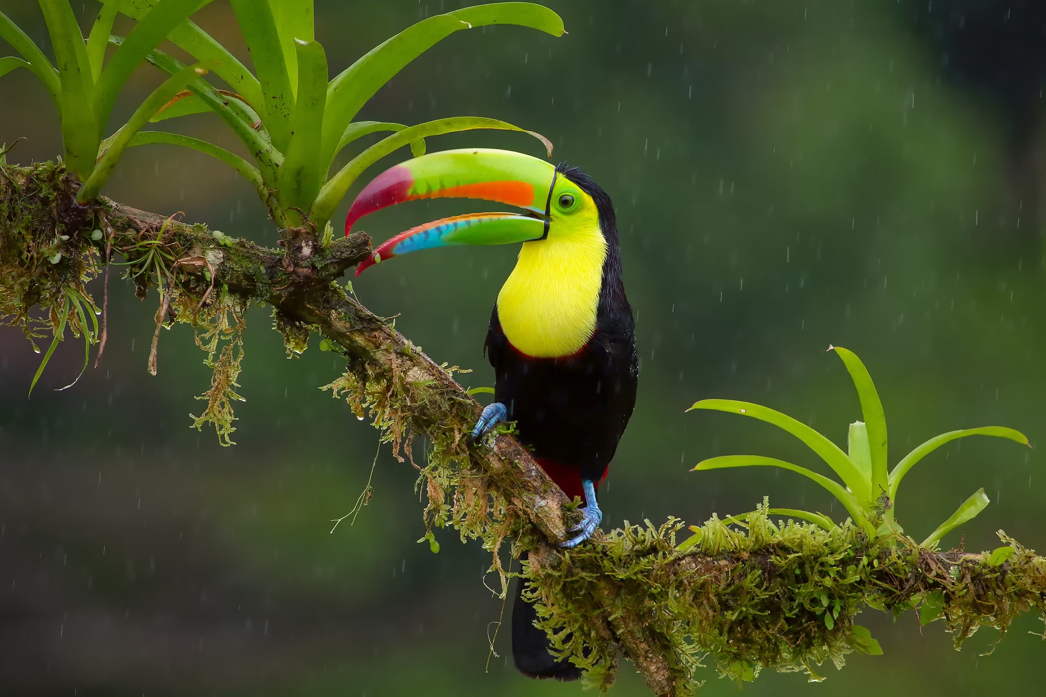 General 2048x1365 toucans birds animals plants rain closeup
