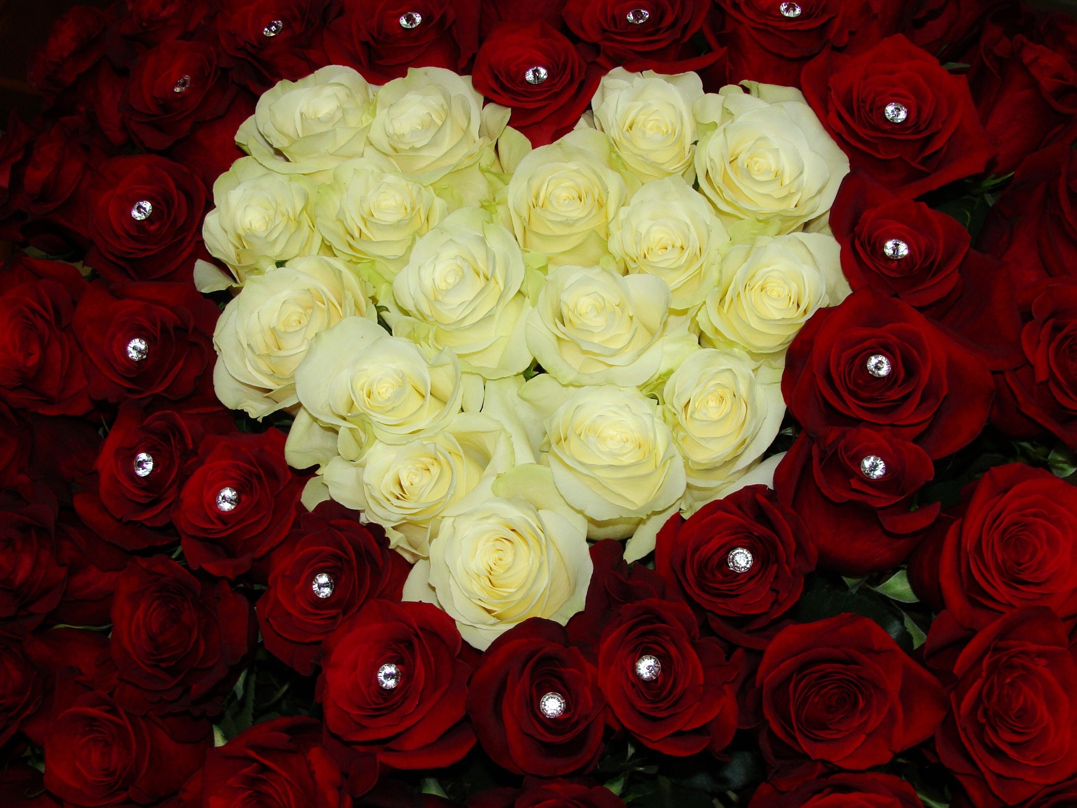 General 2200x1650 rose flowers plants red flowers yellow flowers heart (design)