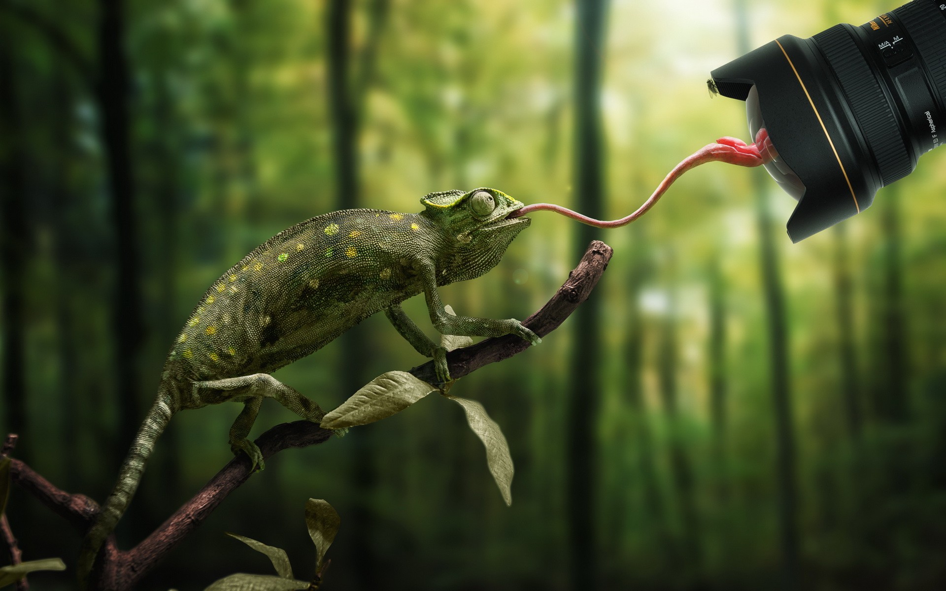 General 1920x1200 nature animals trees branch chameleons camera lens tongues leaves depth of field Nikon flies forest reflection photo manipulation humor