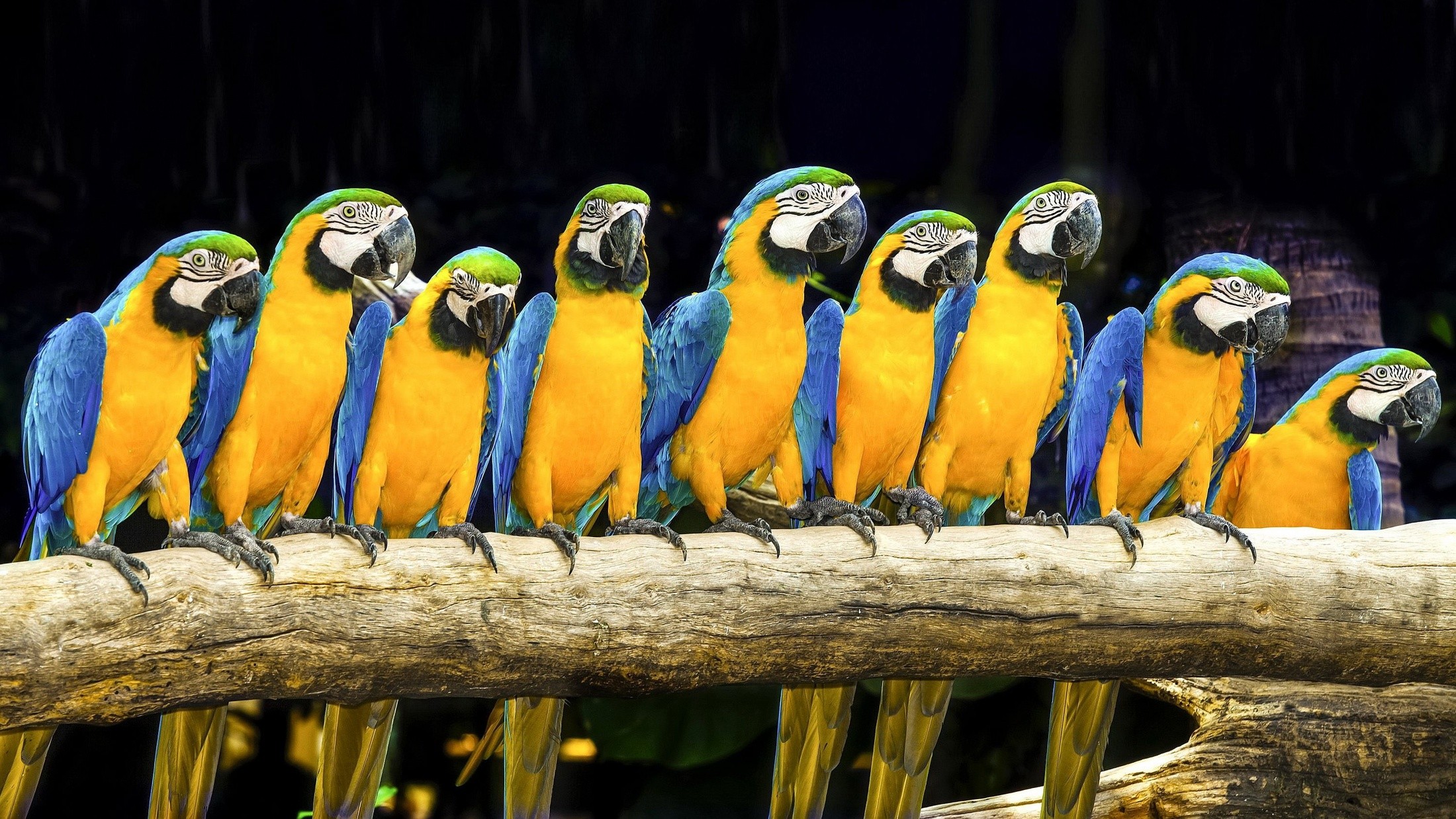 General 2200x1238 animals birds parrot macaws Blue-and-Yellow Macaw