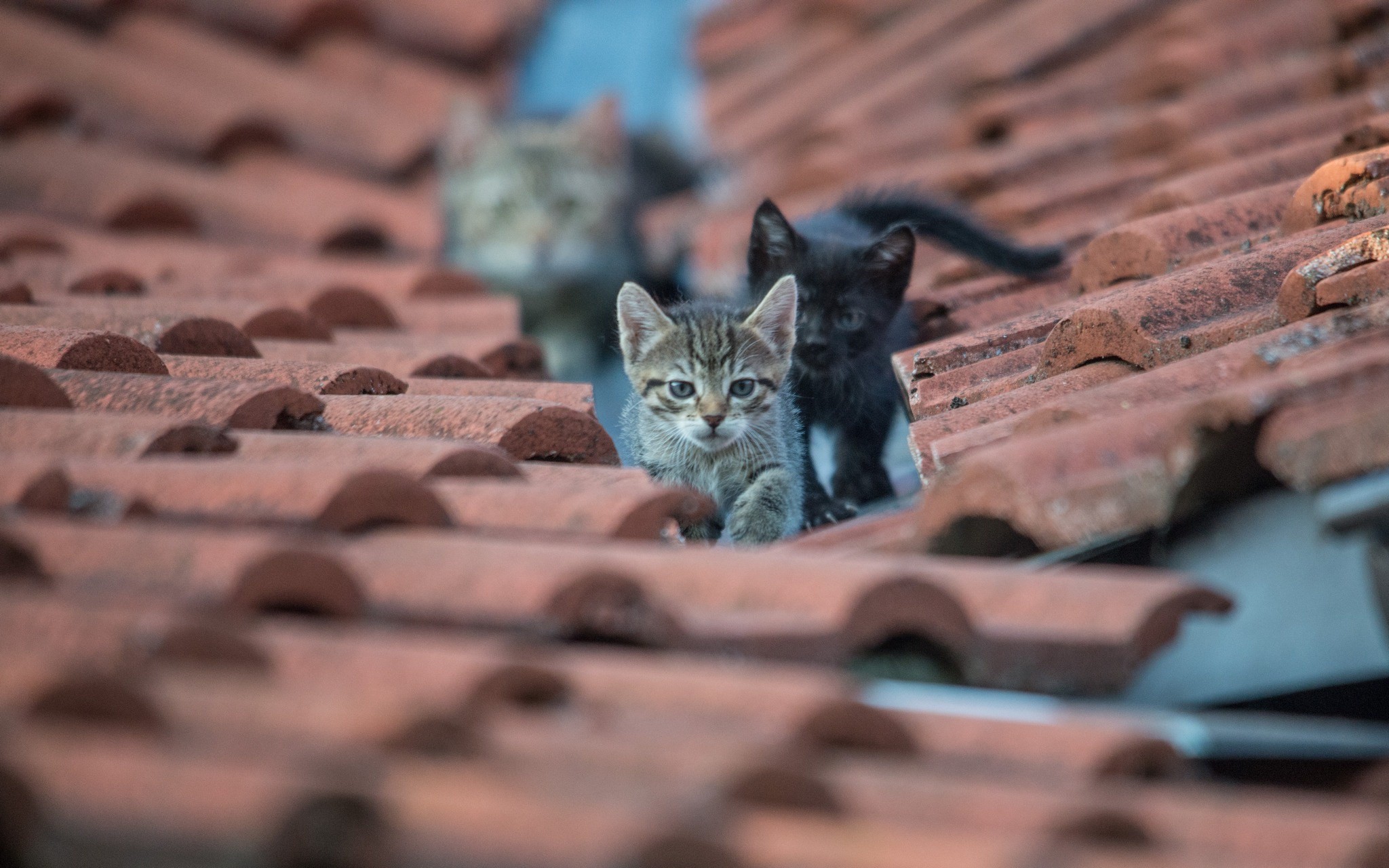 General 2048x1280 cats animals rooftops kittens mammals