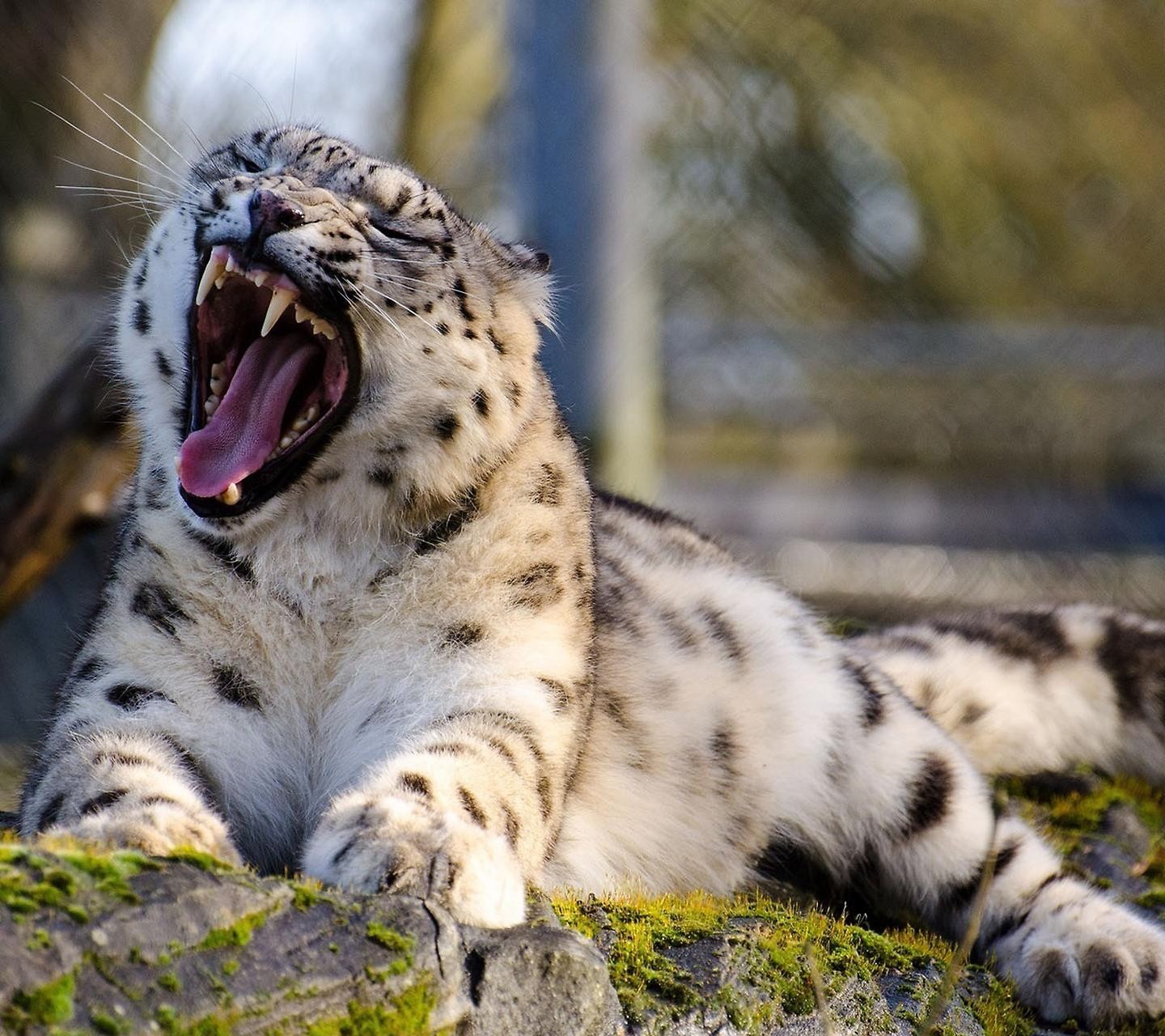 General 1440x1280 open mouth leopard animals mammals big cats feline fangs nature
