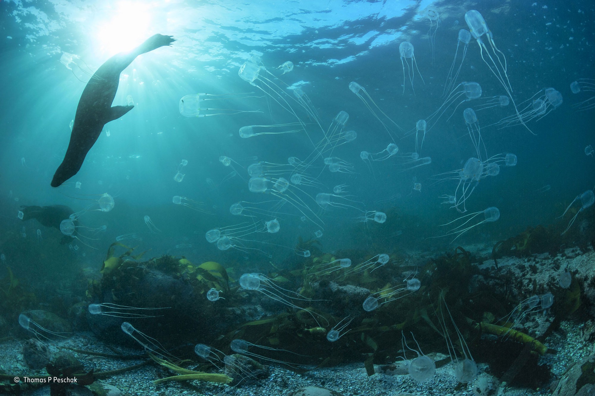 General 2000x1330 nature water underwater sea animals winner photography contests Sun sunlight jellyfish seals swimming sun rays algae
