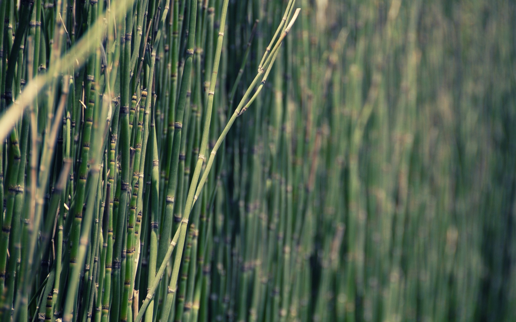General 1680x1050 nature bamboo plants