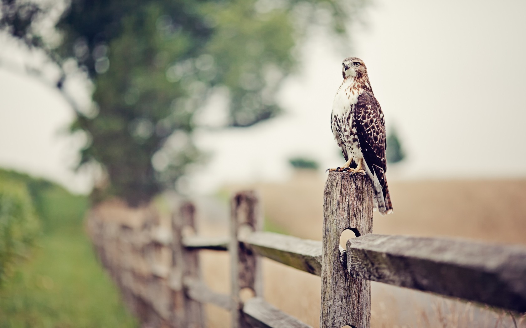General 1680x1050 depth of field falcons fence birds nature animals outdoors
