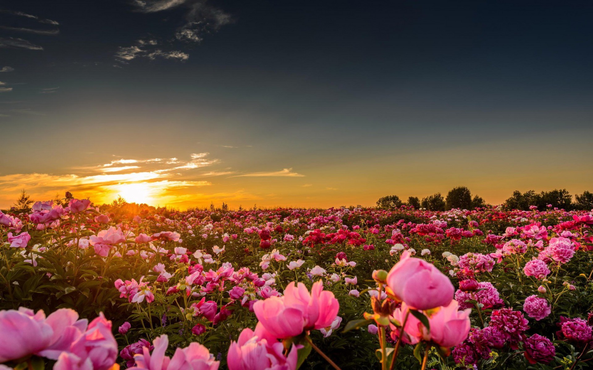 General 1920x1200 sunset sunlight flowers rose pink roses nature landscape field sky plants