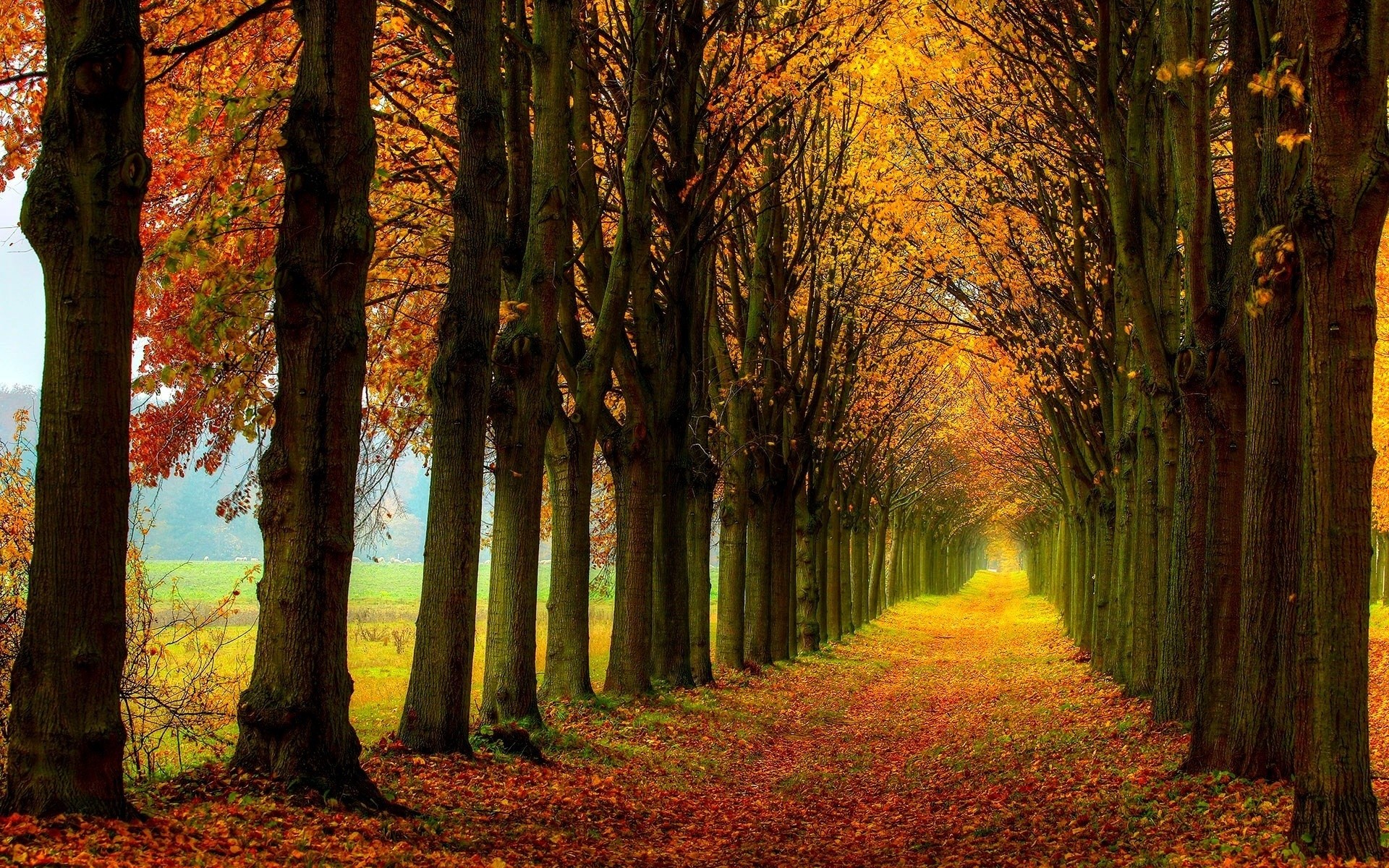 General 1920x1200 fall nature path trees fallen leaves tunnel of trees