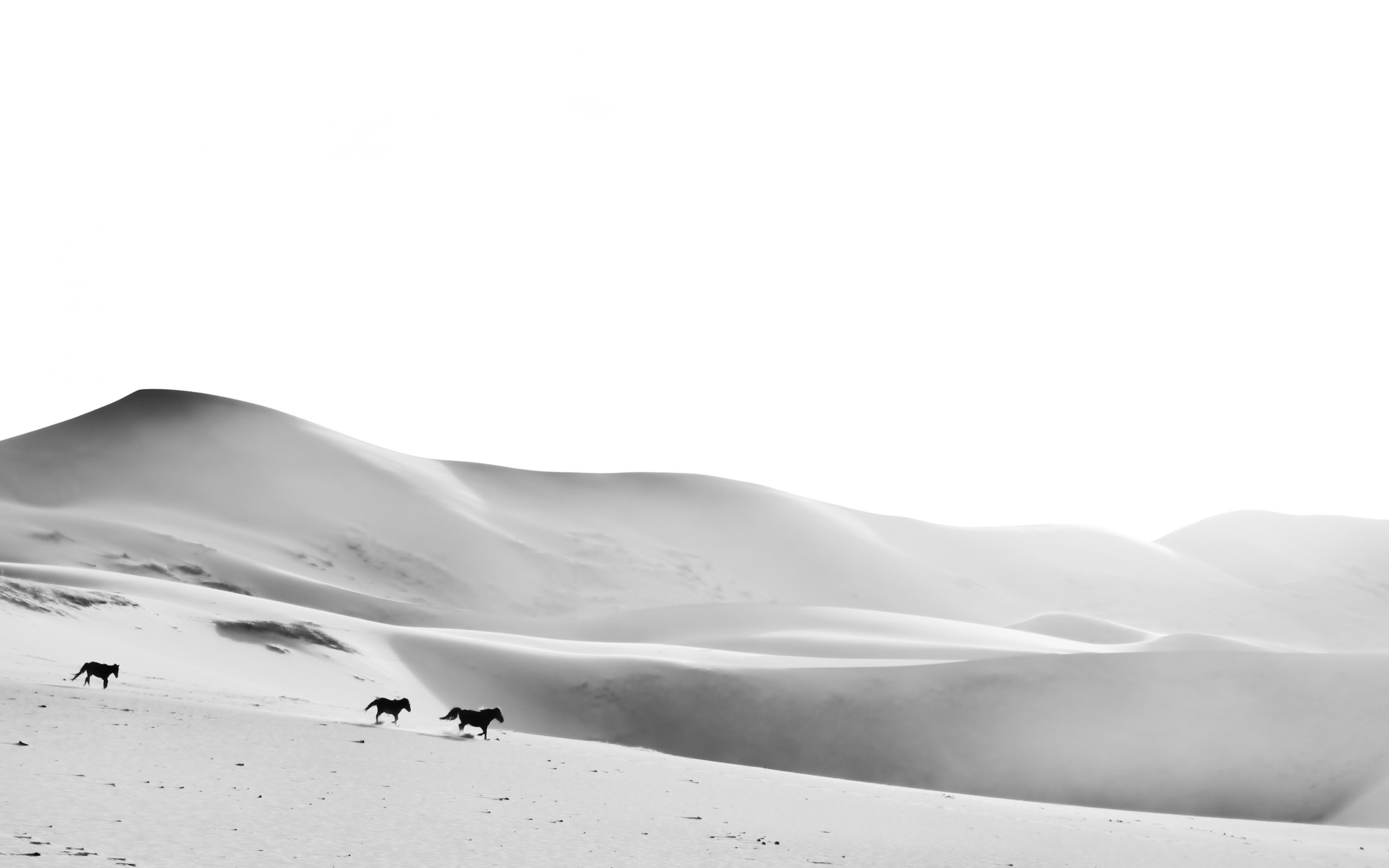 General 2560x1600 animals landscape nature monochrome dunes horse