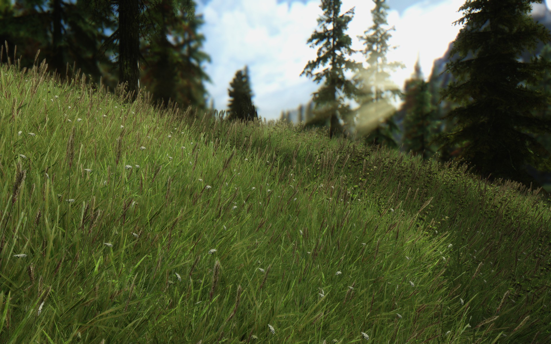 General 1920x1200 The Elder Scrolls V: Skyrim grass forest video games PC gaming screen shot