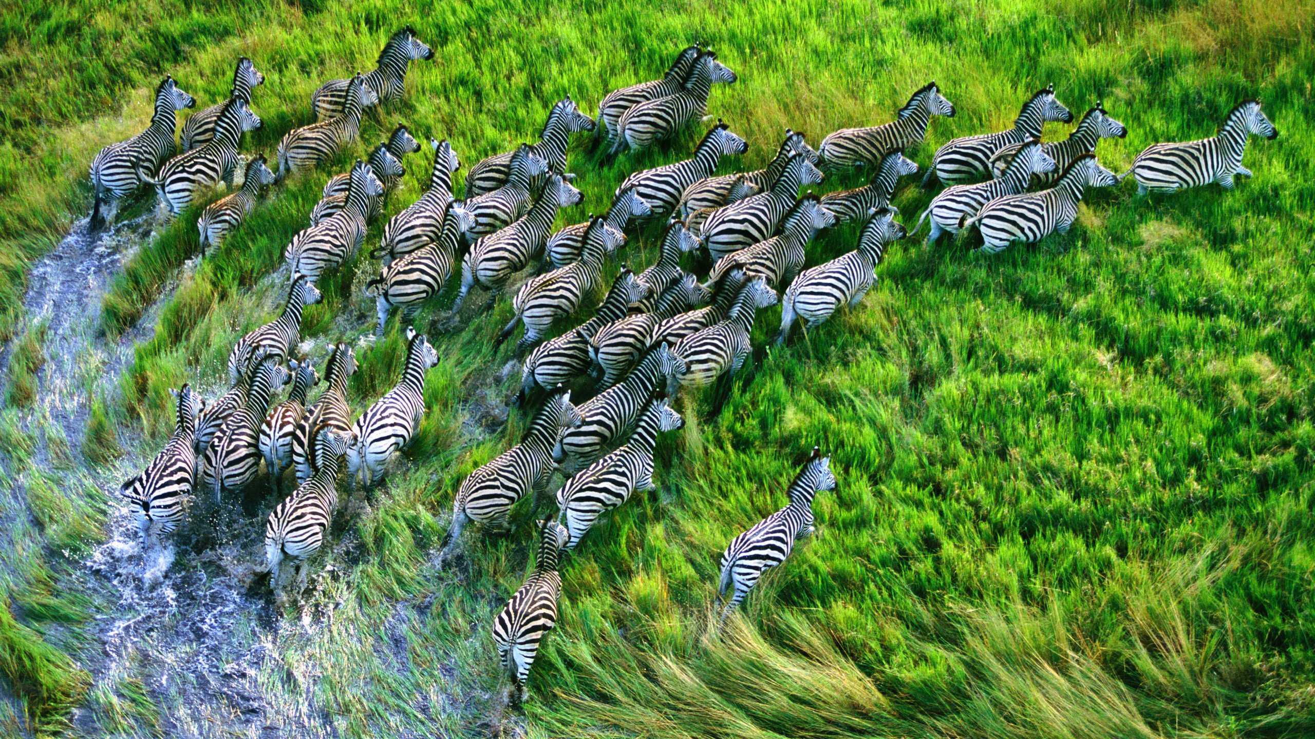 General 2560x1440 nature zebras animals running