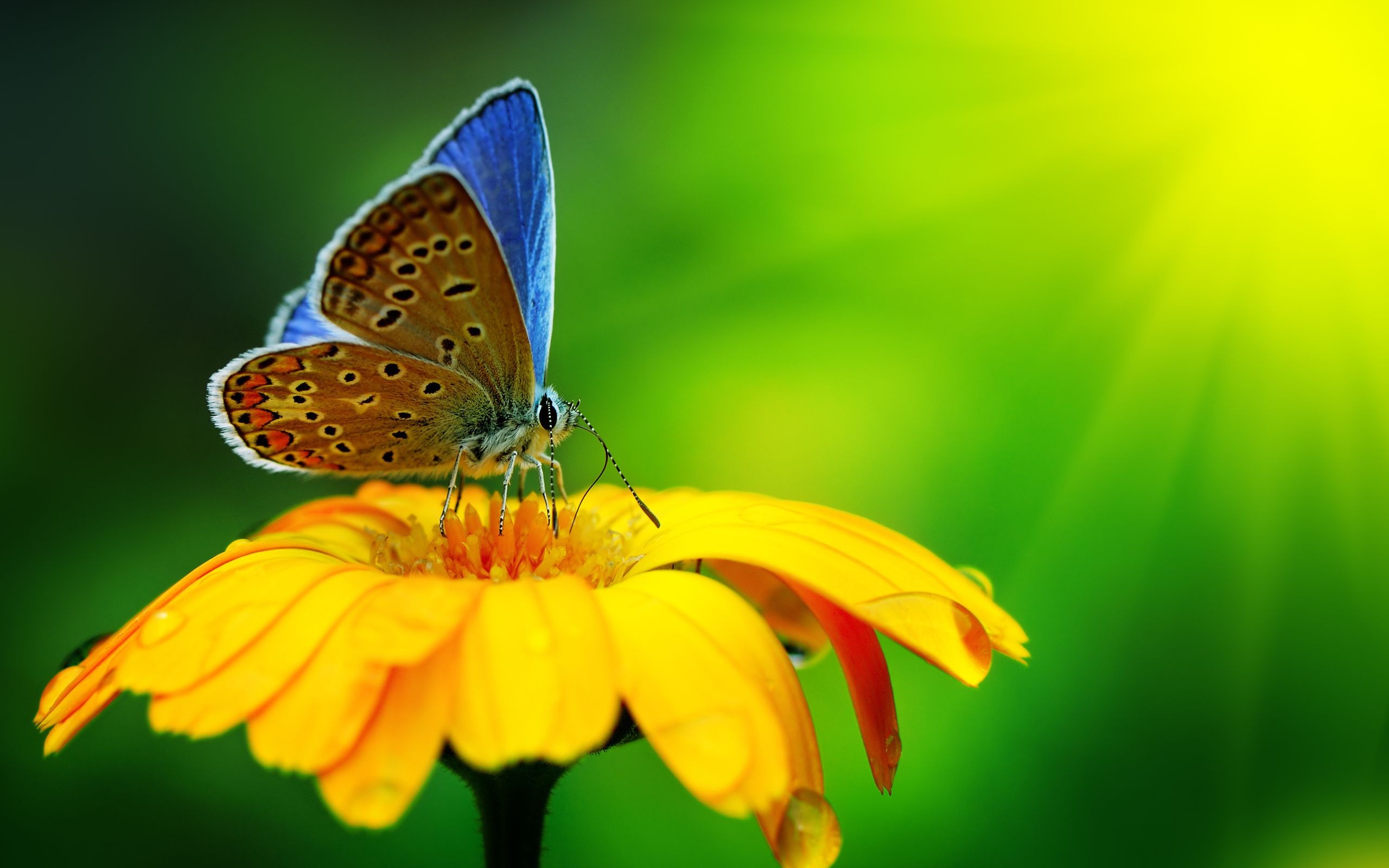 General 2560x1600 butterfly insect animals vibrant plants flowers yellow flowers macro closeup