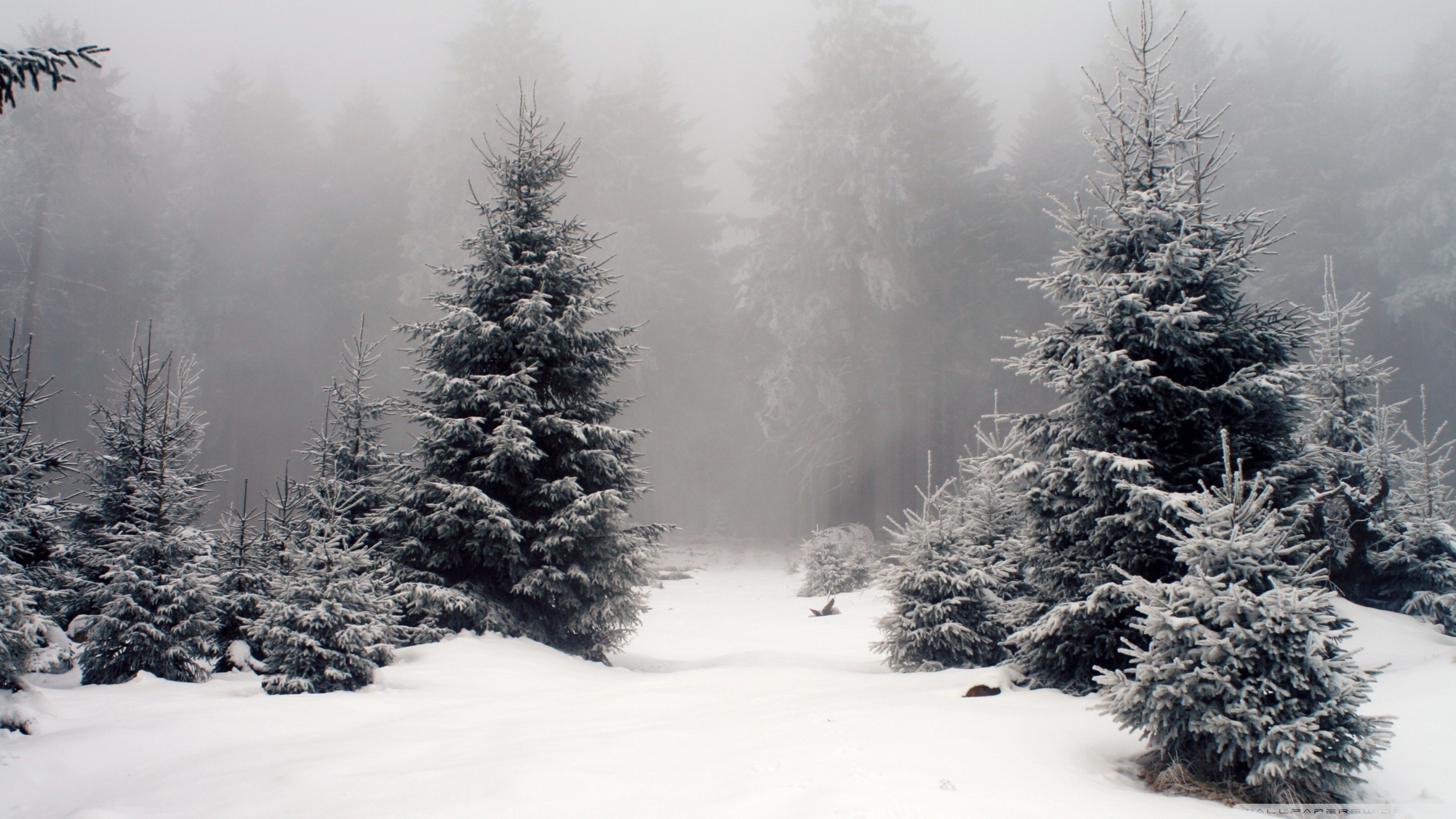 General 2560x1440 nature landscape snow forest winter cold ice trees outdoors