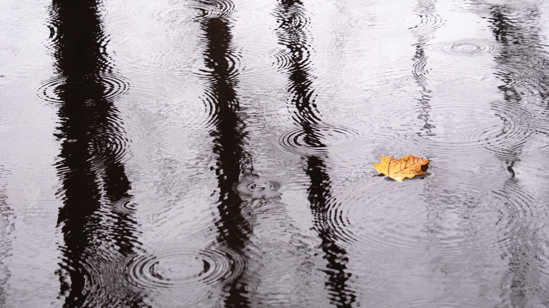 General 1920x1079 ripples reflection leaves water rain fallen leaves outdoors nature