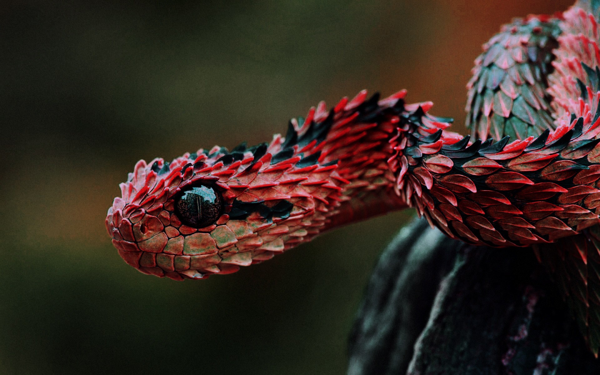 General 1920x1200 vipers reptiles snake red Lizard scales animals animal eyes closeup nature