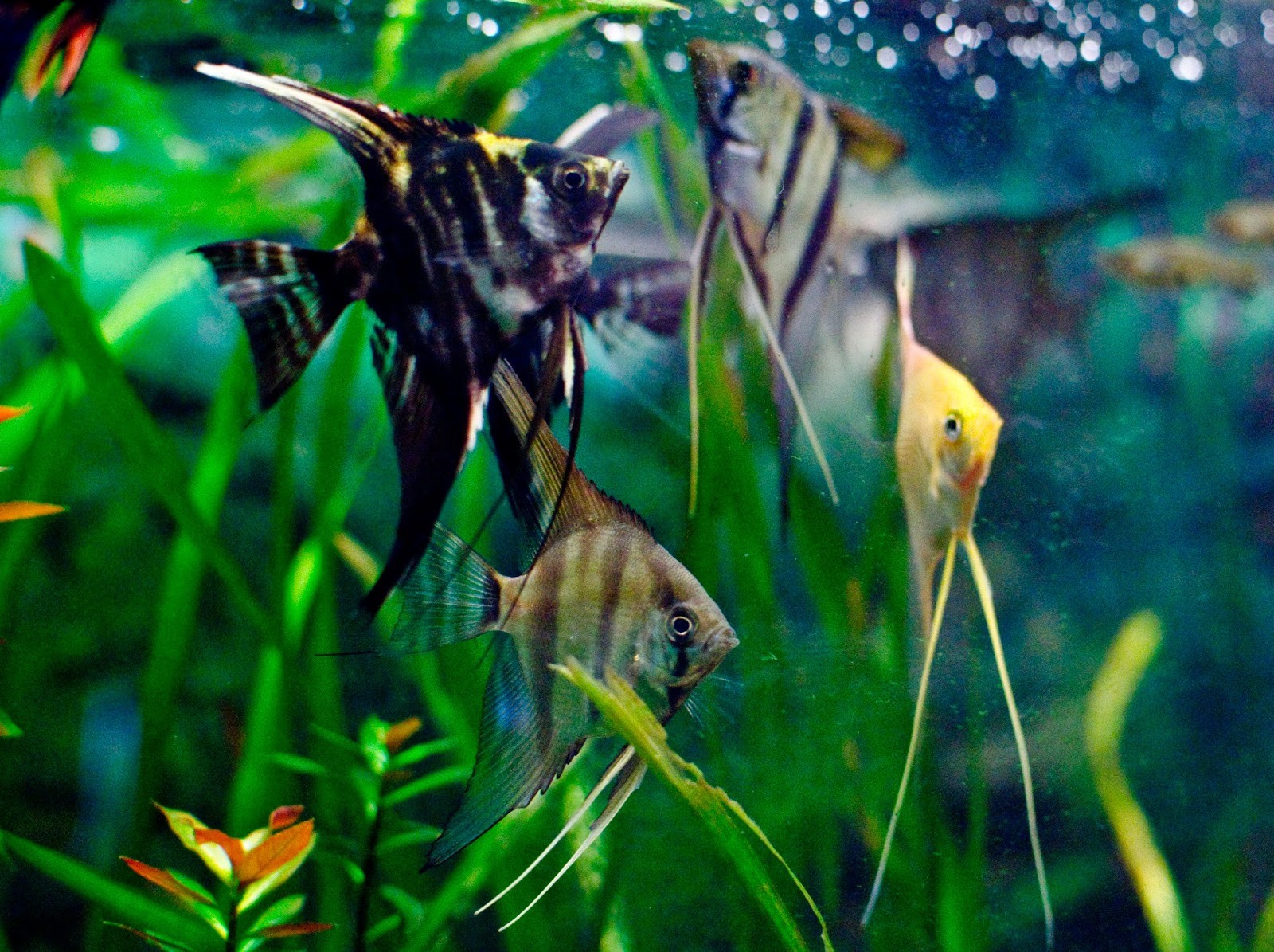 General 1600x1195 fish animals aquarium tropical fish