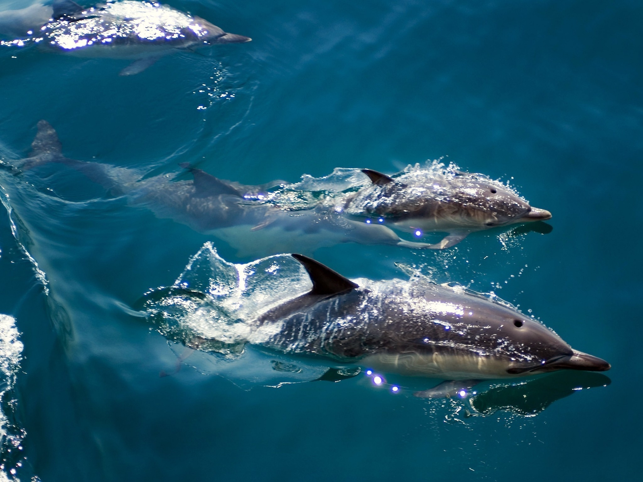 General 2048x1536 dolphin animals mammals water closeup