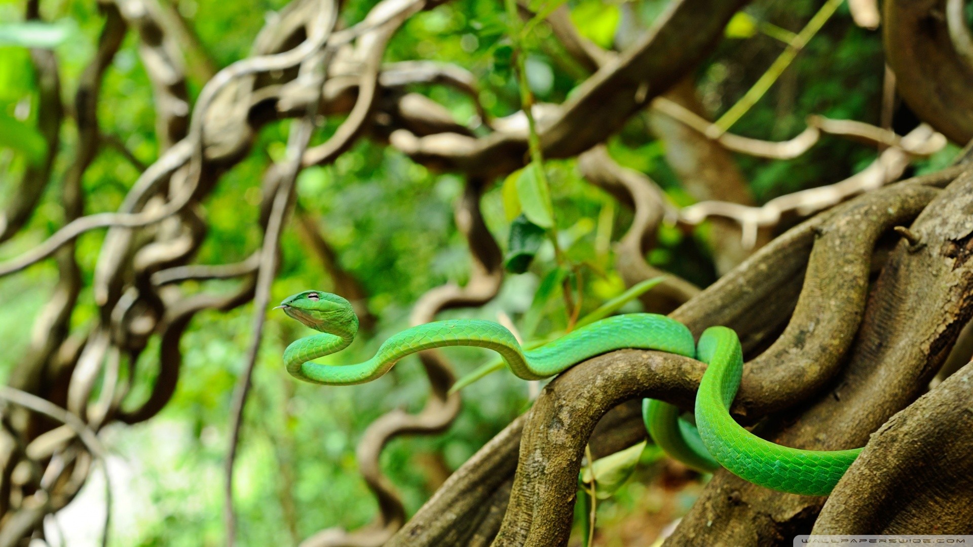 General 1920x1080 animals wildlife snake depth of field reptiles green branch roots nature