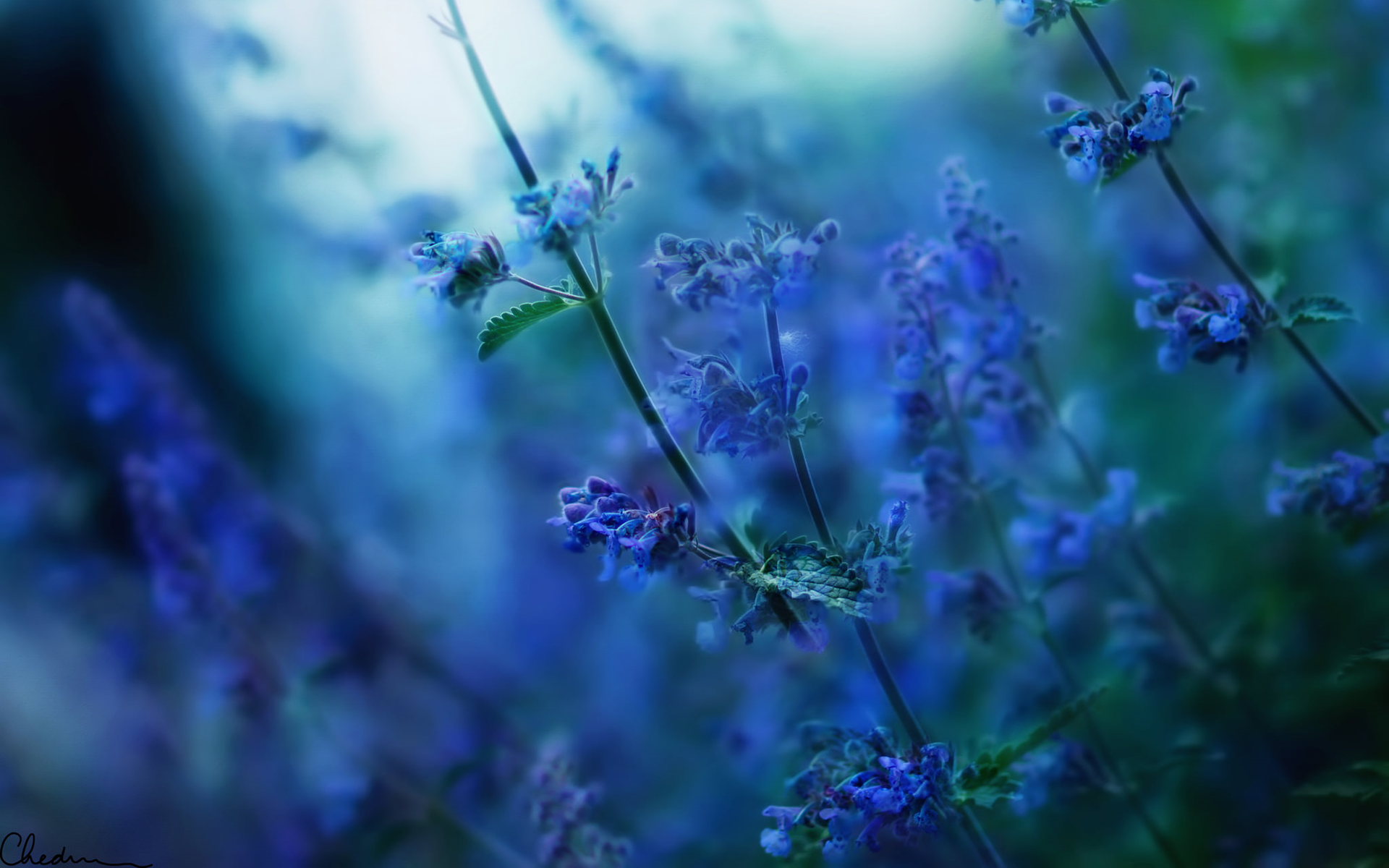 General 1920x1200 flowers nature depth of field sunlight blurred blue flowers plants outdoors