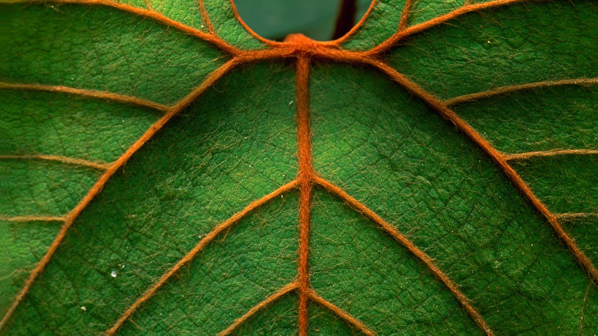 General 1920x1080 nature macro leaves pattern lines green orange symmetry texture plants