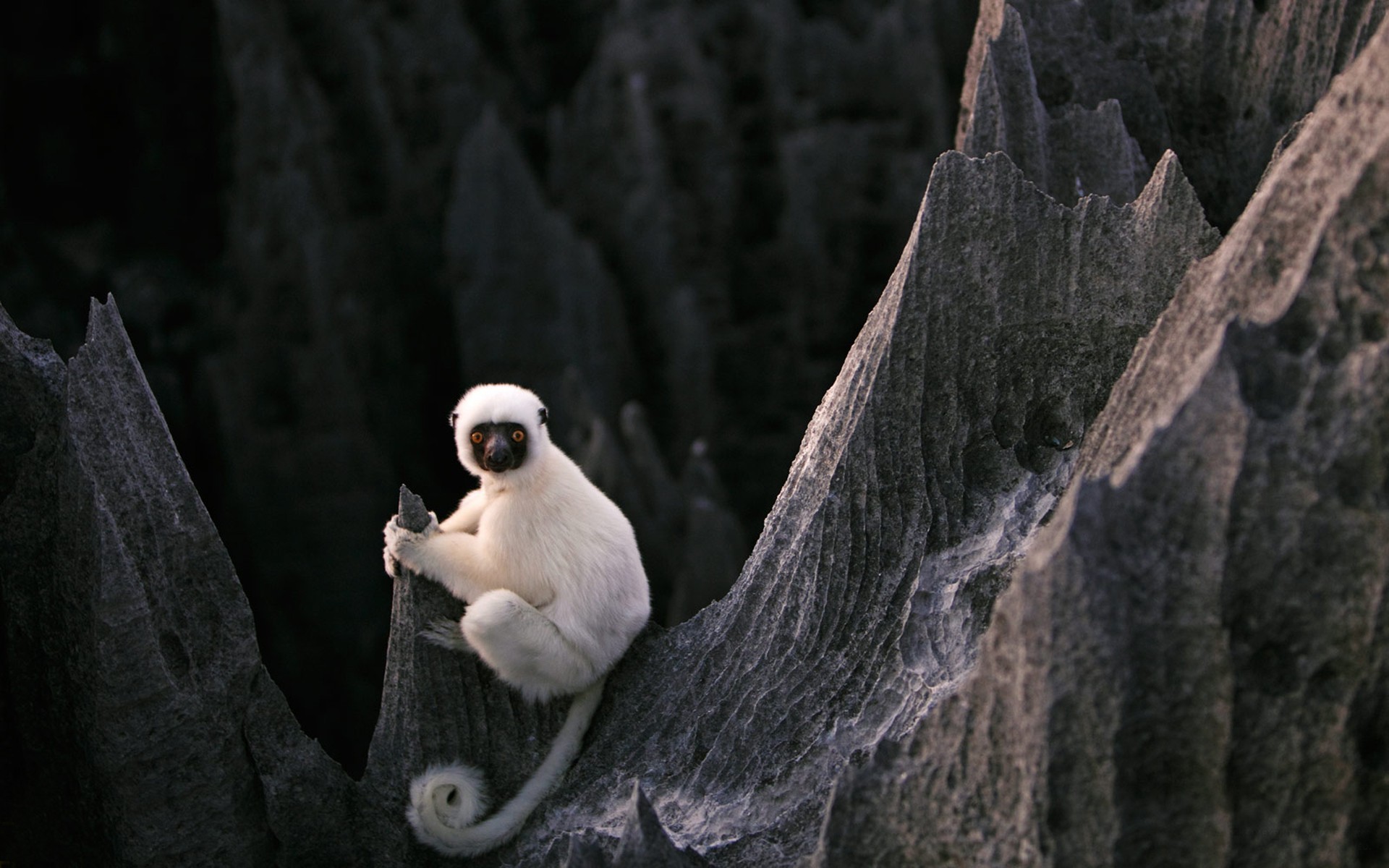 General 1920x1200 animals stones forest lemurs white Madagascar nature depth of field yellow eyes mammals
