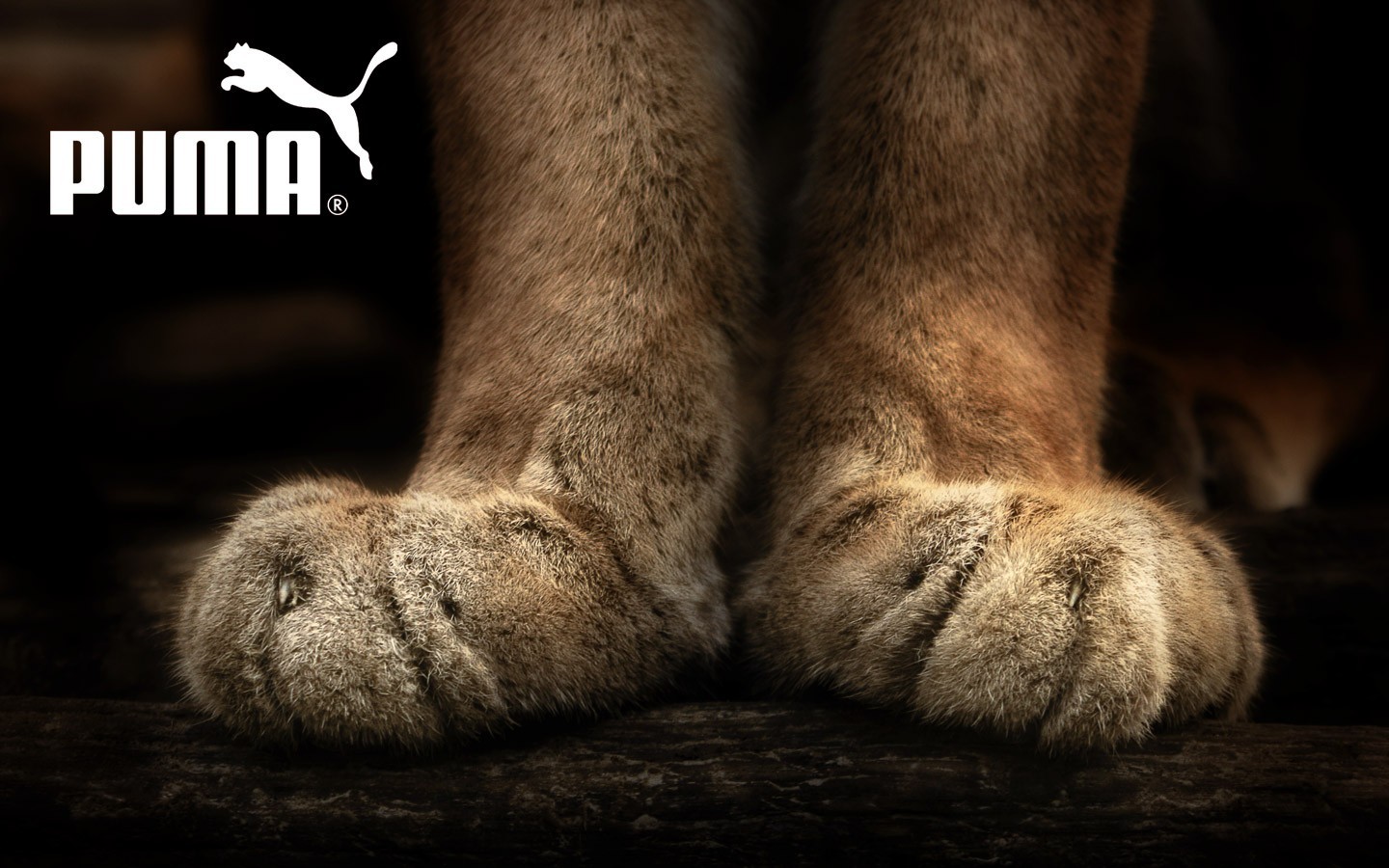 General 1440x900 Puma paws pumas animals logo big cats mammals brand