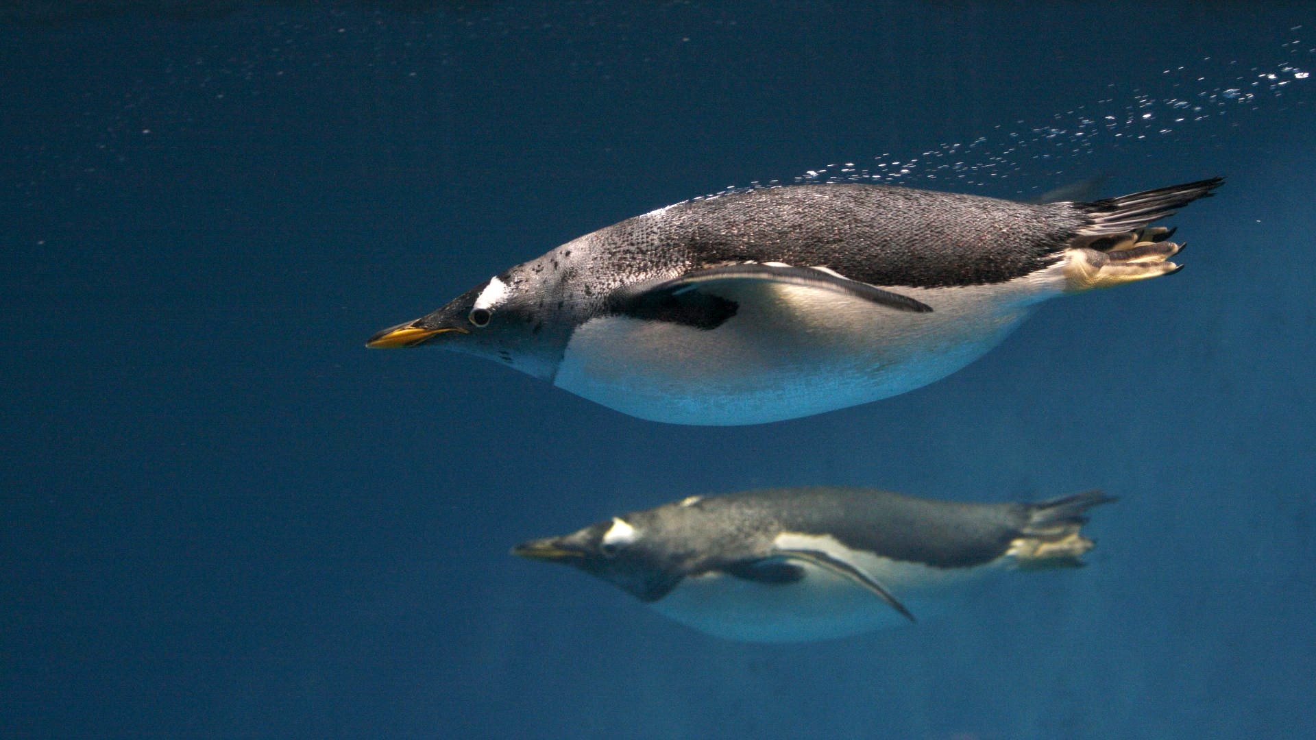 General 1920x1080 animals underwater penguins birds