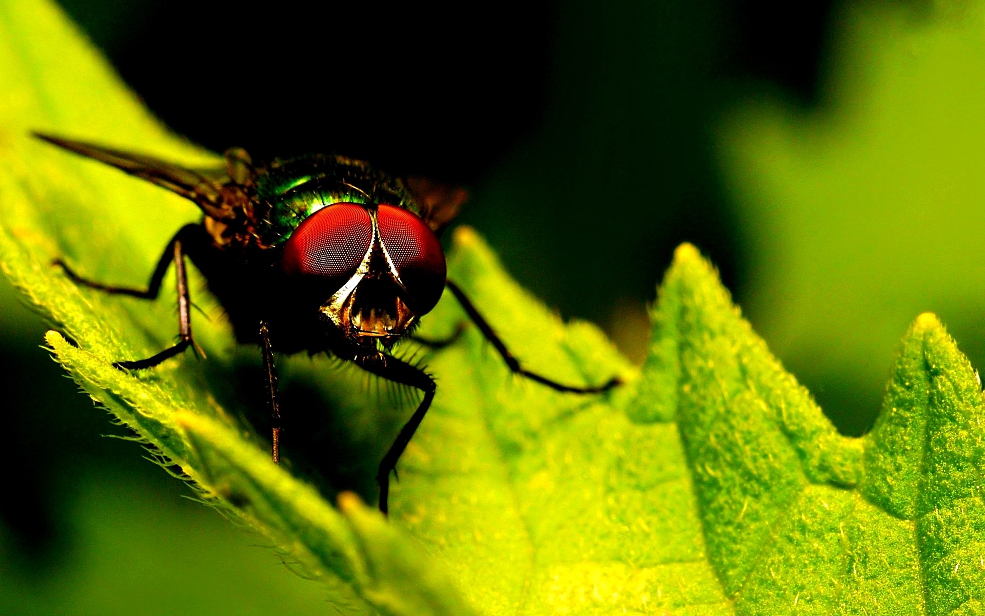 General 1920x1200 macro insect animals flies