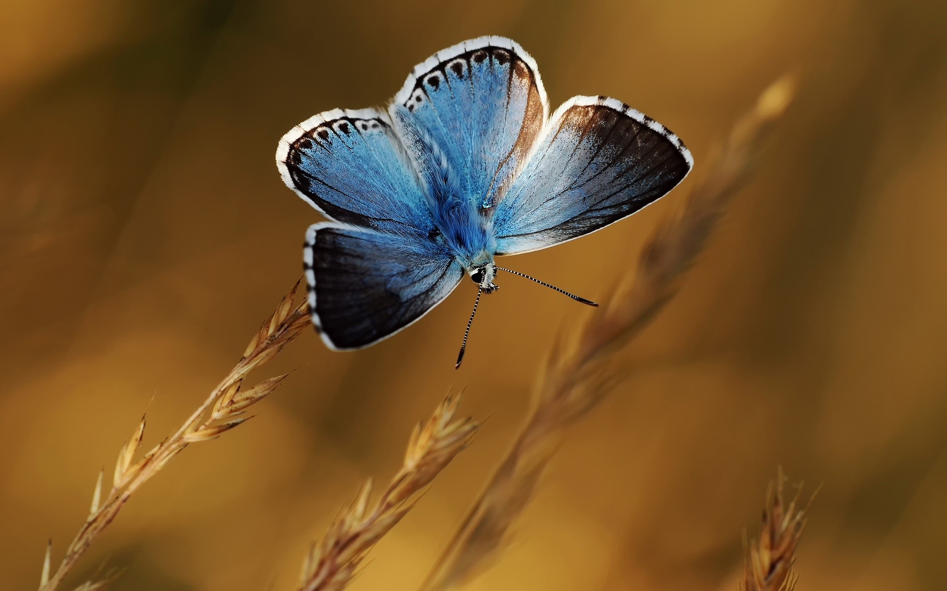 General 1920x1200 nature butterfly blue macro animals insect brown background