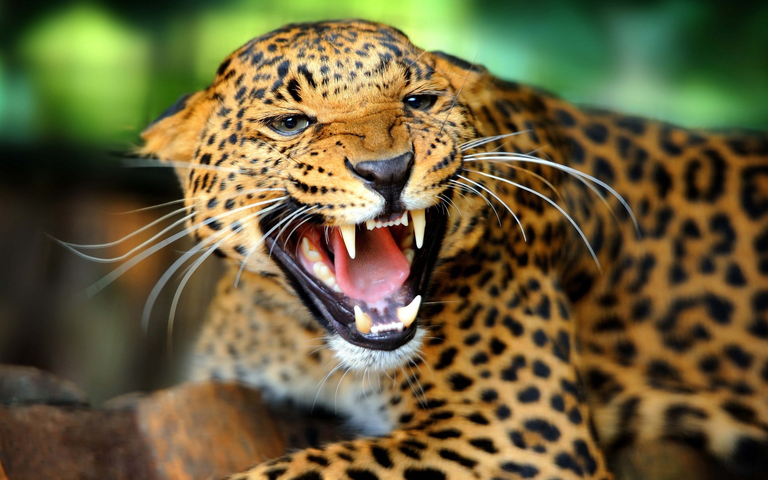 General 2560x1600 animals jaguars big cats mammals closeup