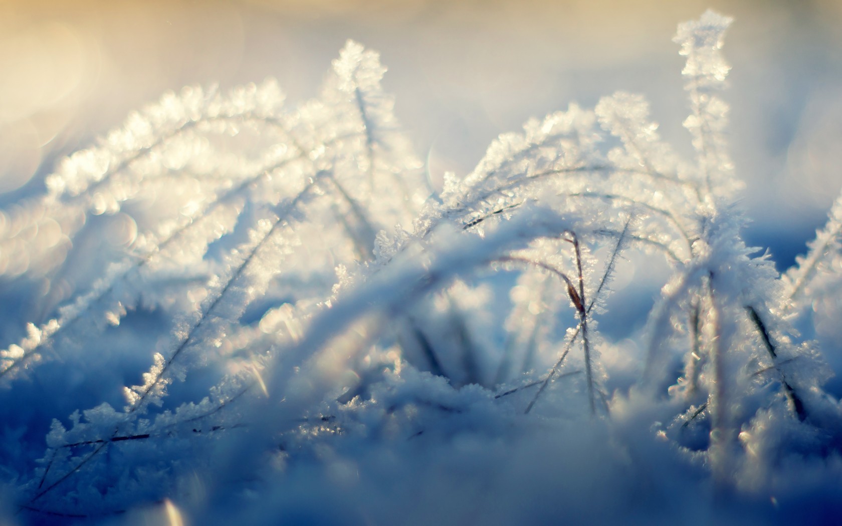 General 1680x1050 nature plants grass ice frost winter cold outdoors