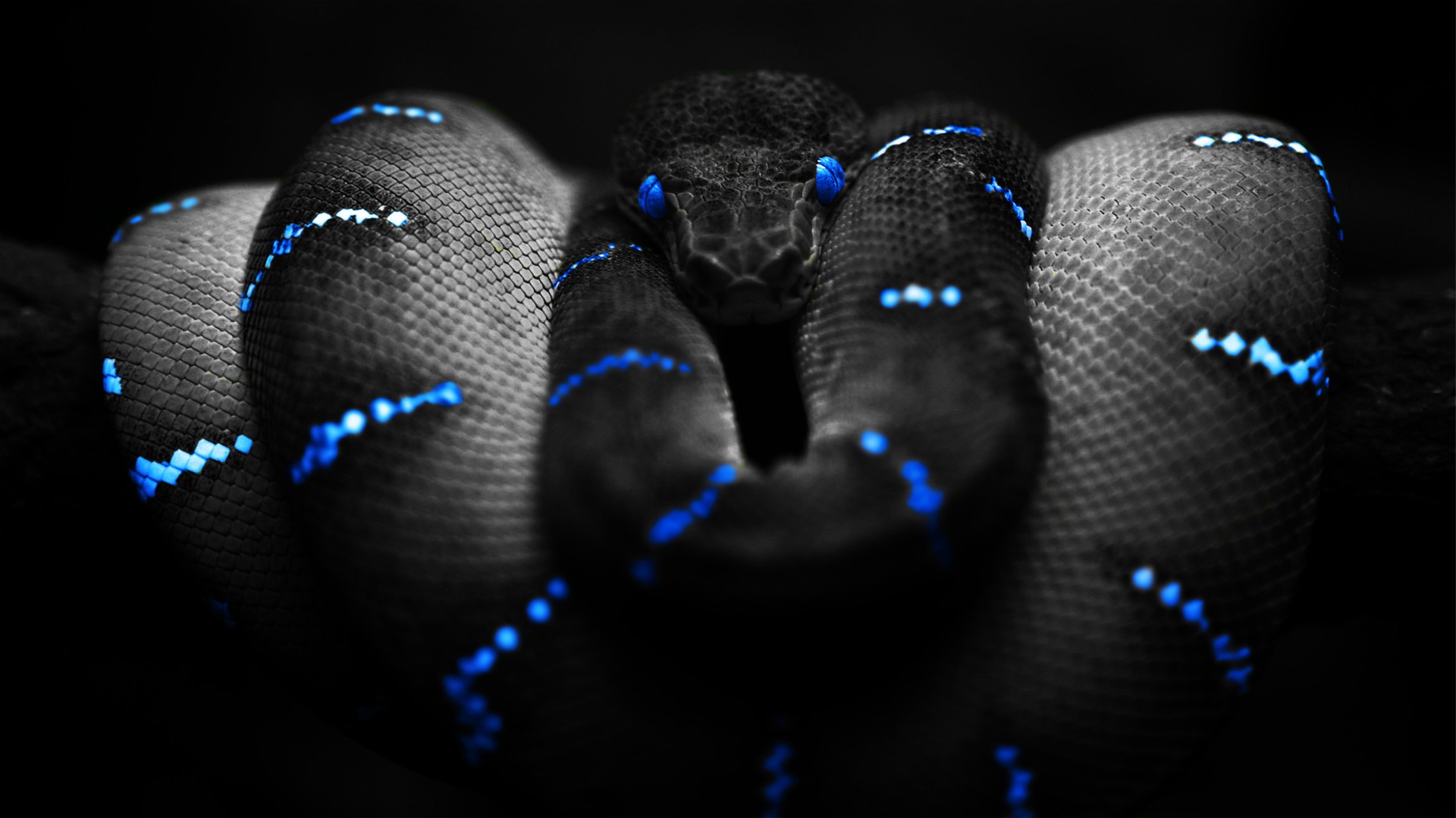 General 1920x1080 selective coloring Boa constrictor digital art animals snake reptiles