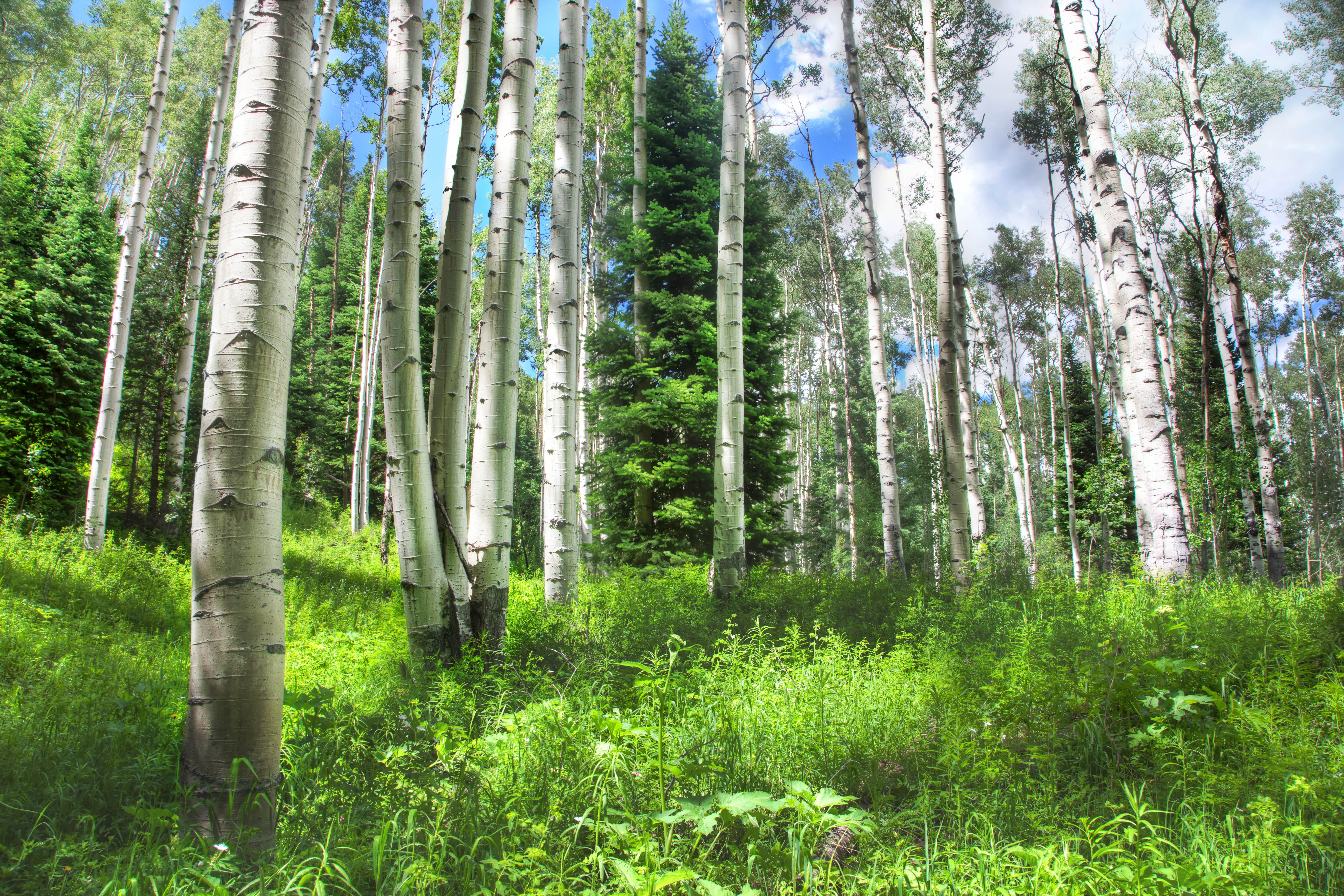 General 5616x3744 nature trees forest birch