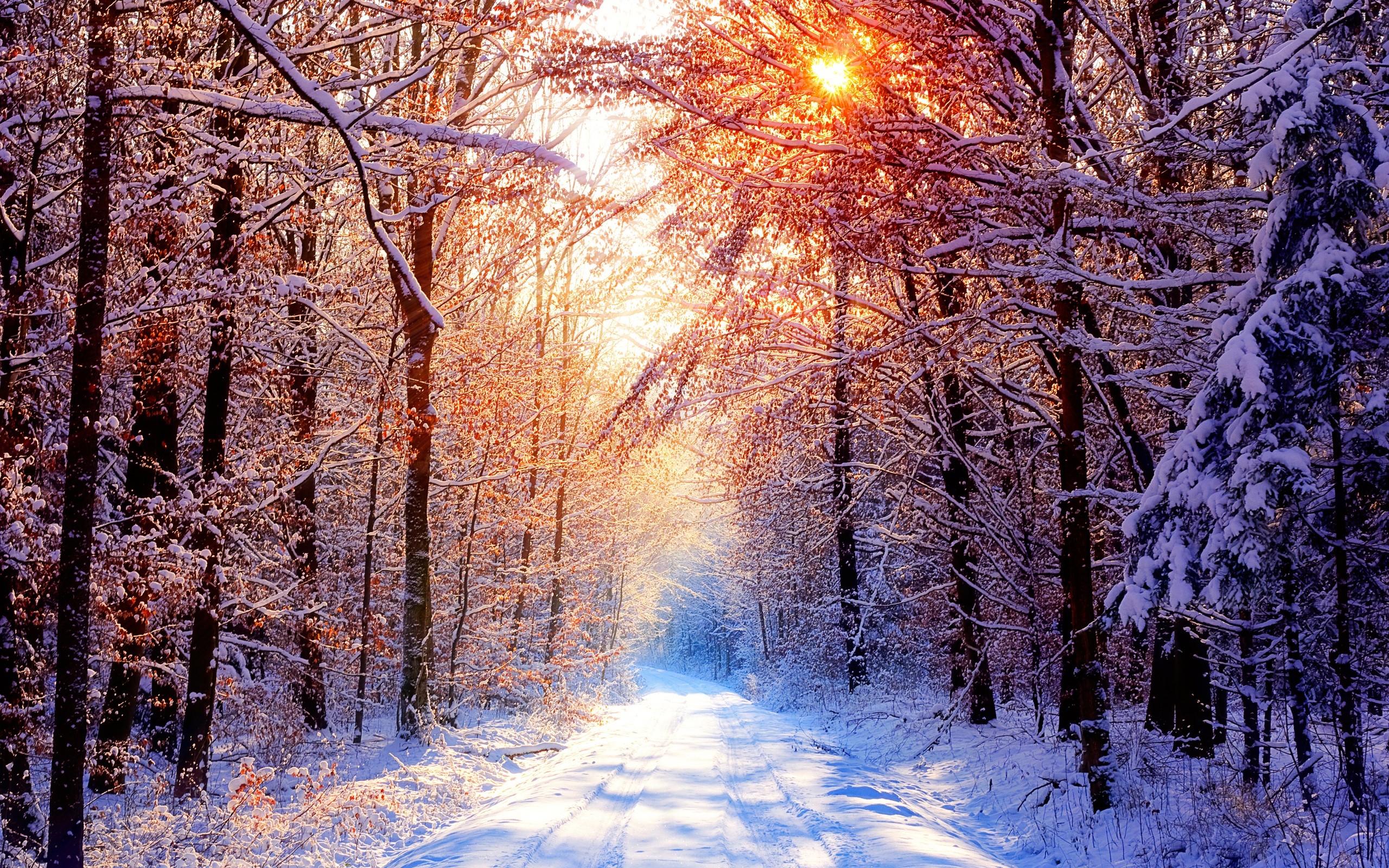General 2560x1600 nature landscape forest snow winter road sunlight trees