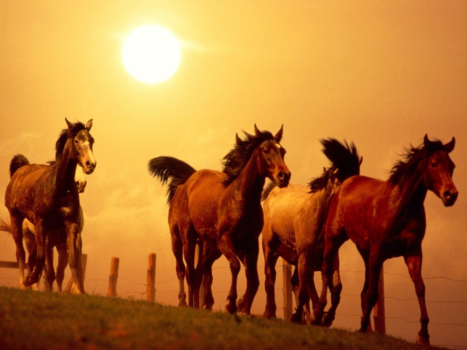 General 1600x1200 horse sunset animals mammals