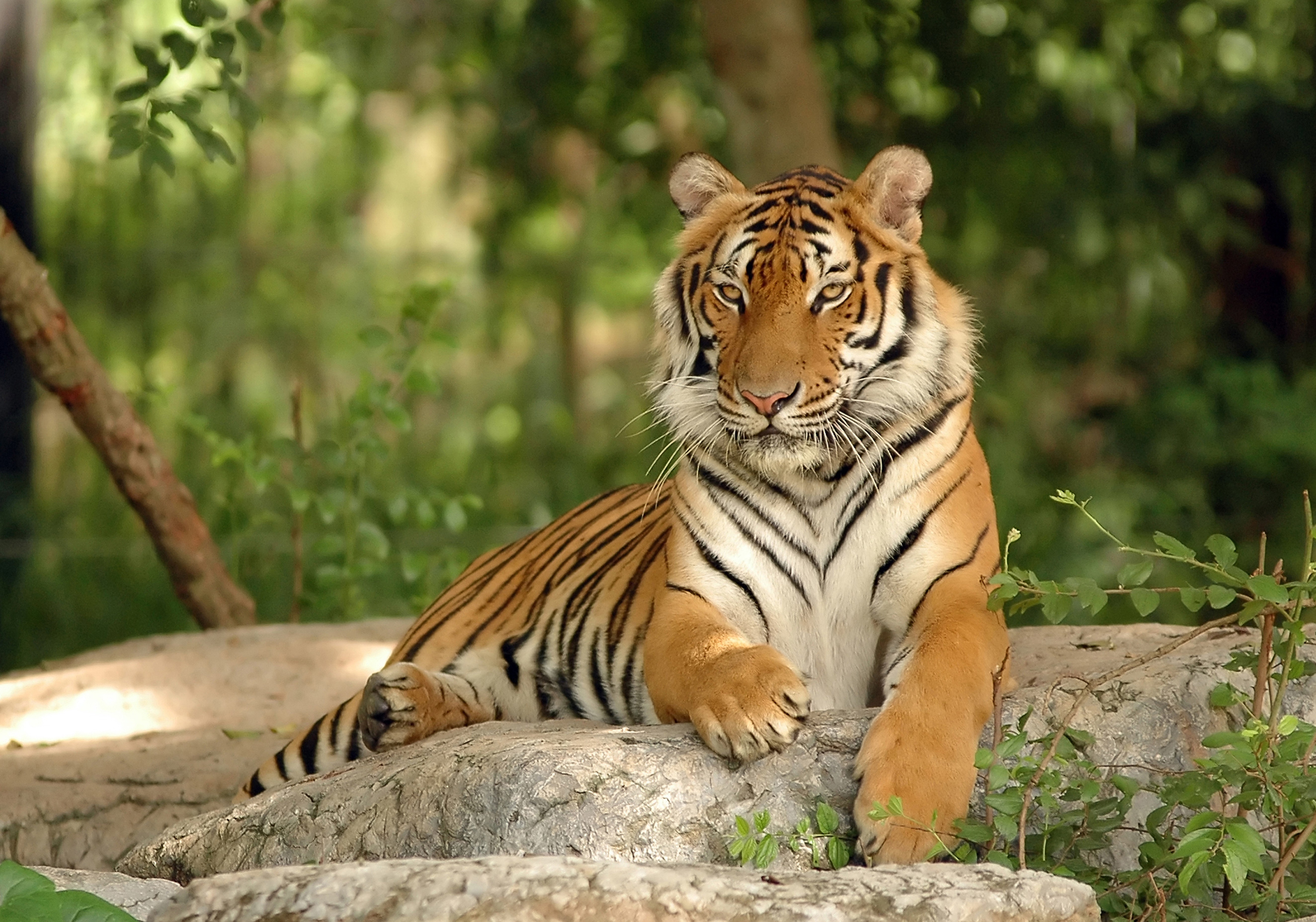 General 5296x3712 tiger animals nature mammals big cats