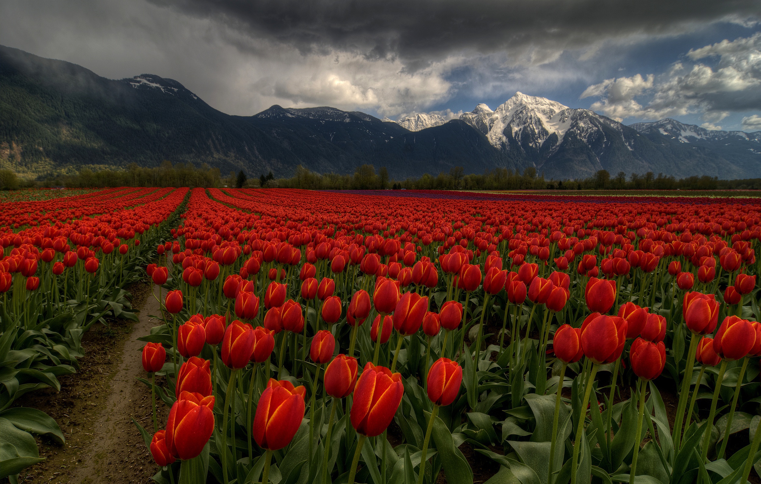 General 2500x1592 outdoors landscape flowers plants Agro (Plants) tulips red flowers mountains snowy peak field