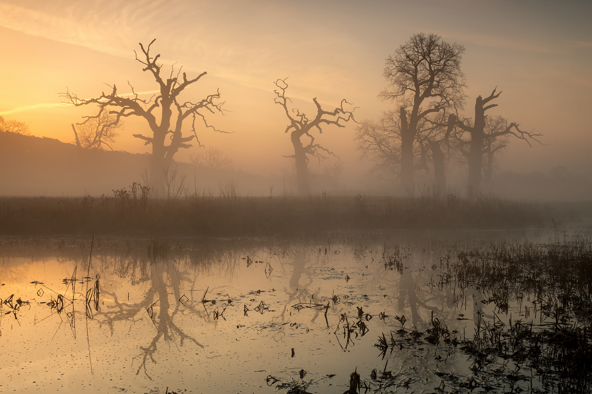 General 2025x1350 mist lake water winter outdoors landscape sunlight swamp sky photography dead trees morning sunrise