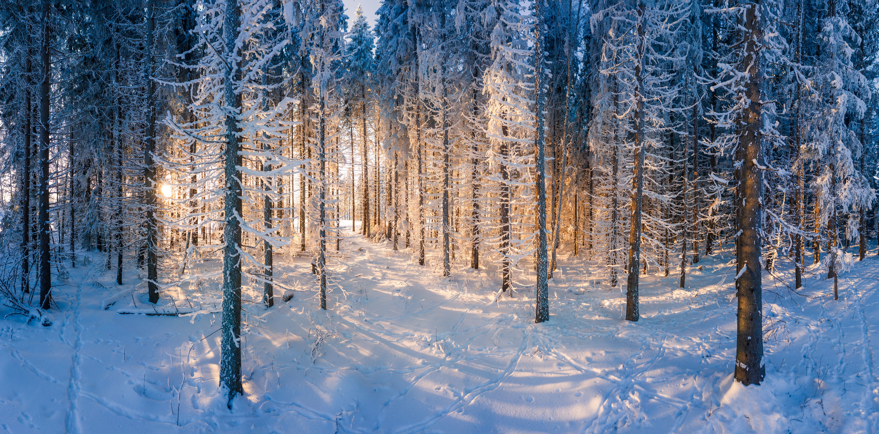 General 3072x1519 nature snow forest trees winter Finland sunrise outdoors cold ice plants sunlight
