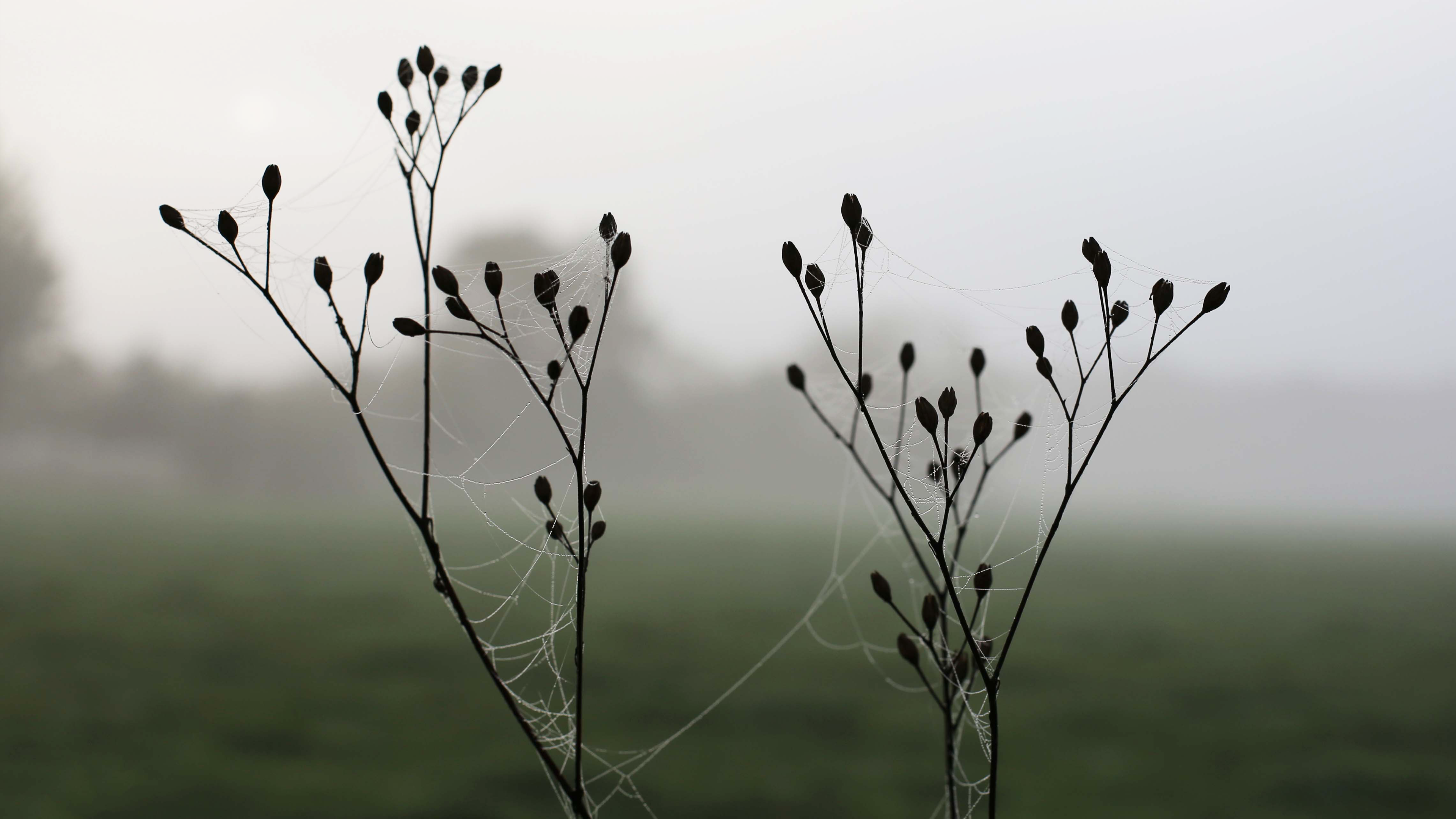 General 3840x2160 nature morning spiderwebs closeup blurred blurry background