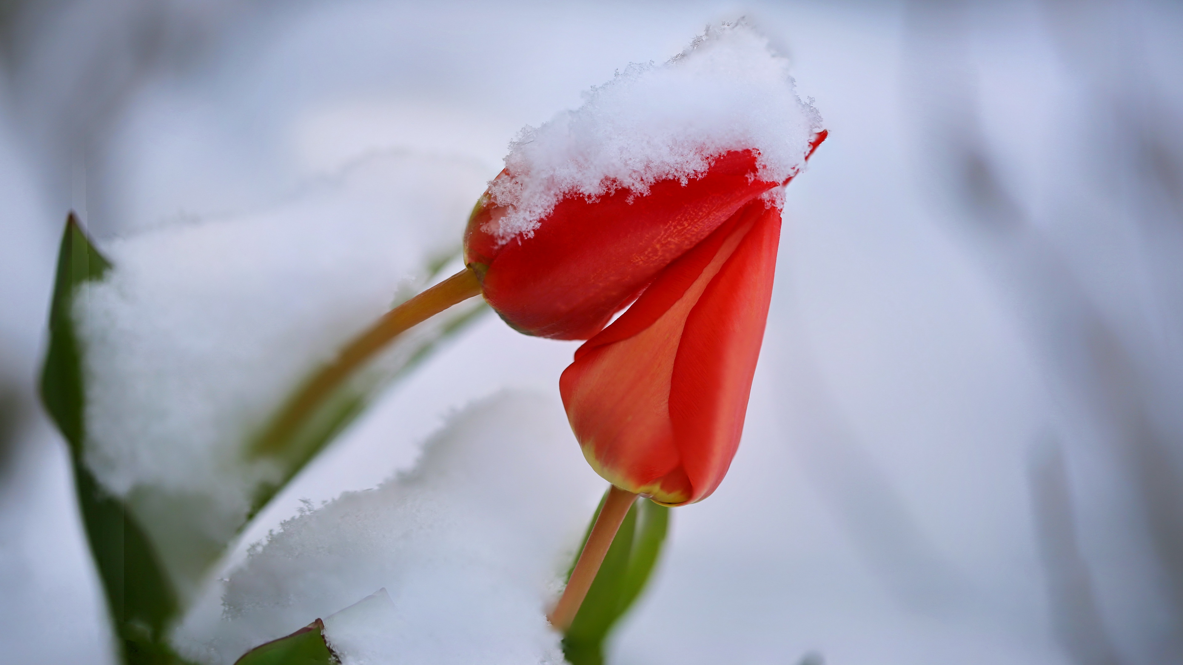General 3840x2160 flowers snow plants red flowers tulips closeup