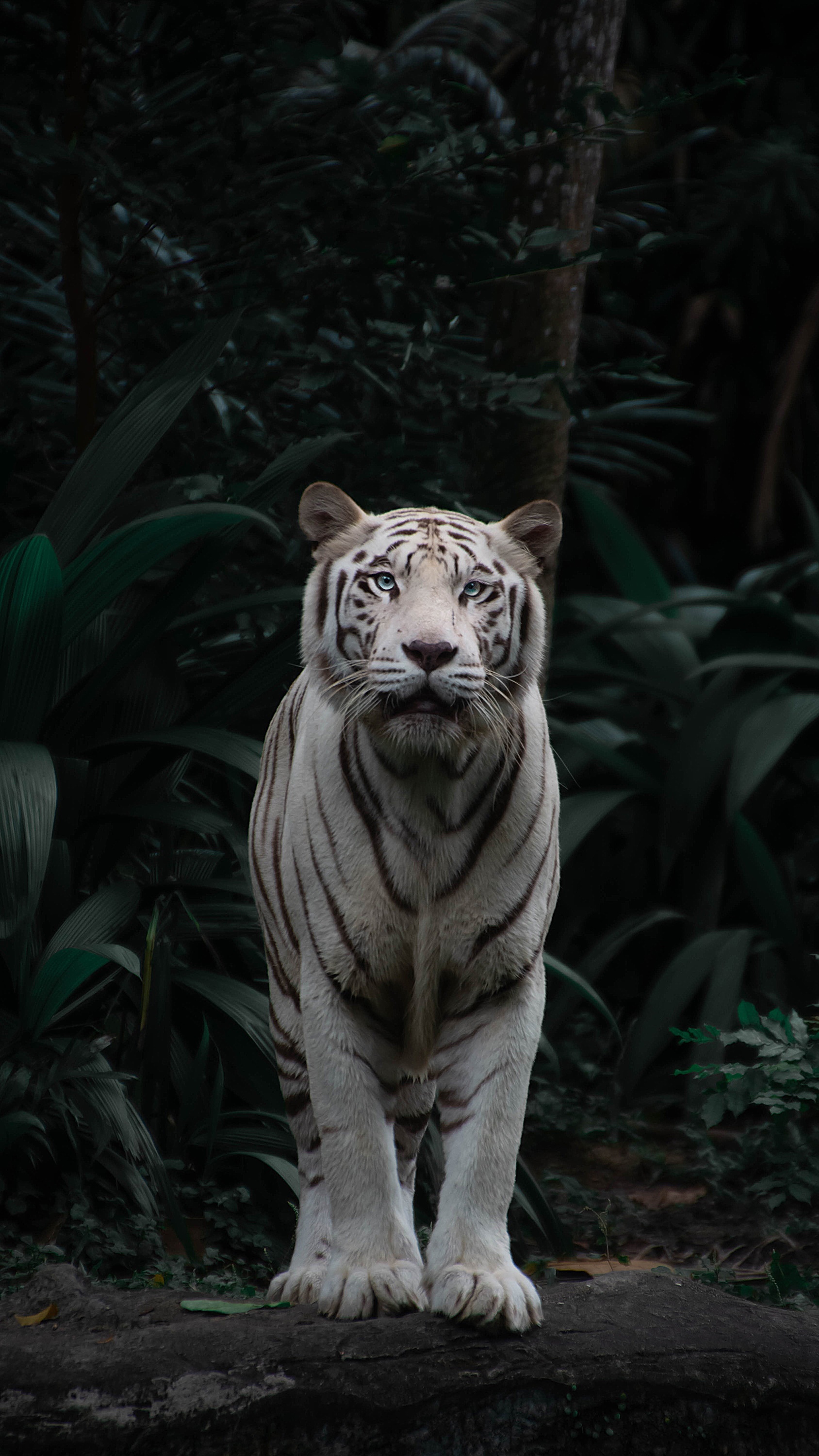 General 1688x3000 animals nature white tigers tiger portrait display blue eyes feline mammals frontal view