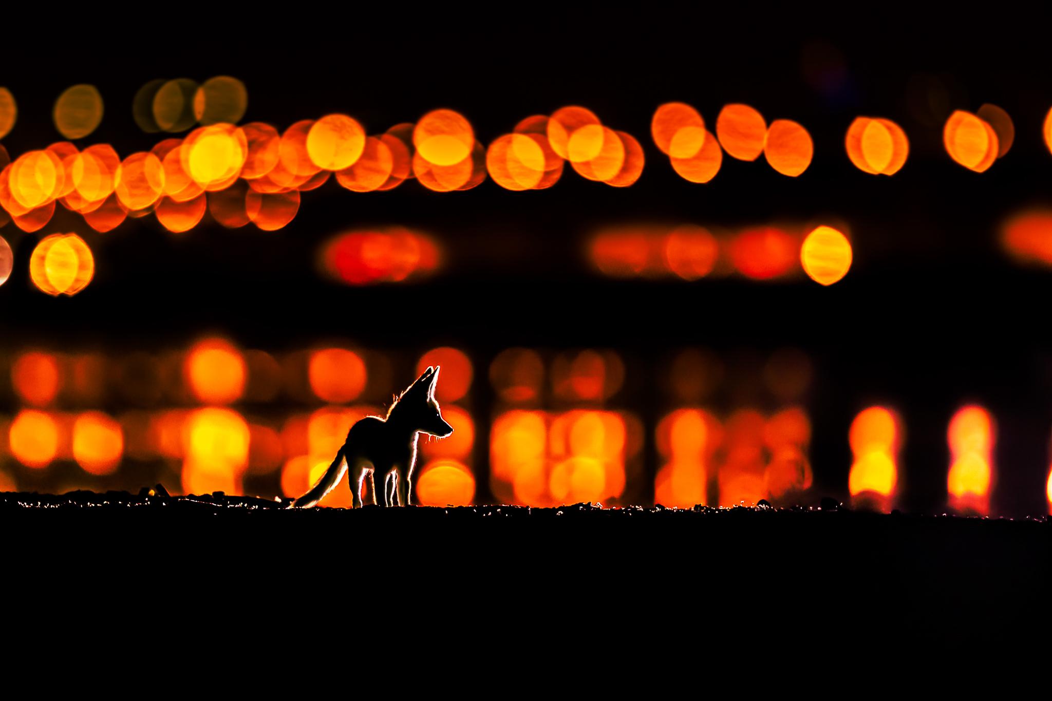 General 2048x1365 animals bokeh night Mohammad Murad Kuwait city lights fox baby animals silhouette low light
