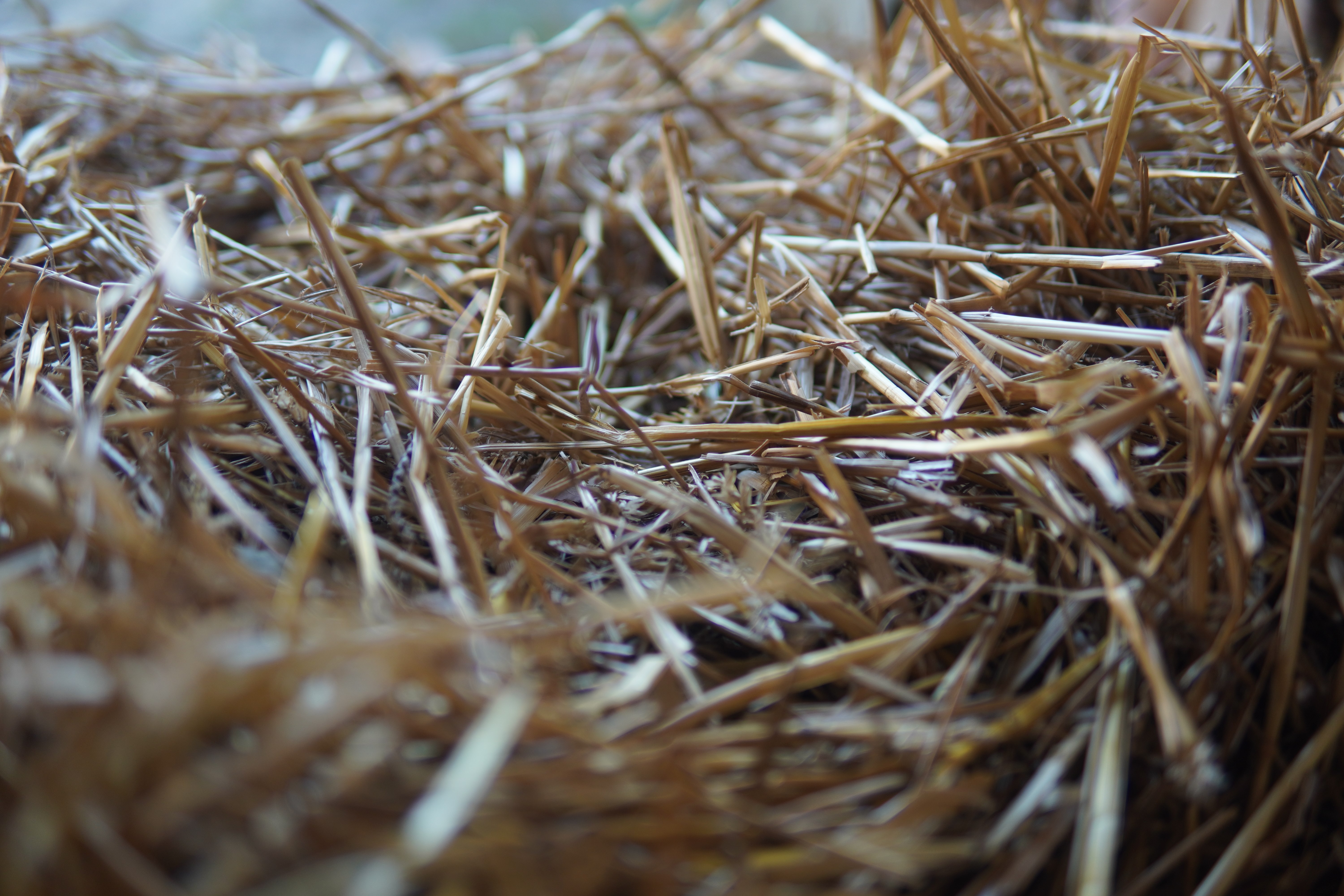 General 6000x4000 nature straw nests depth of field closeup