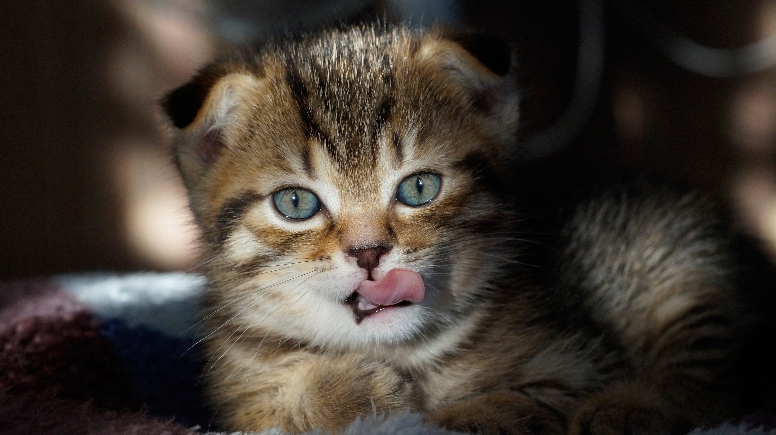 General 2500x1403 animals cats mammals tongues tongue out feline kittens closeup