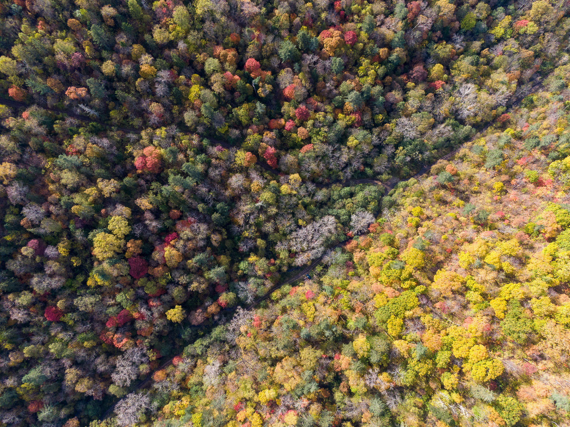 General 1996x1496 nature landscape drone photo fall trees