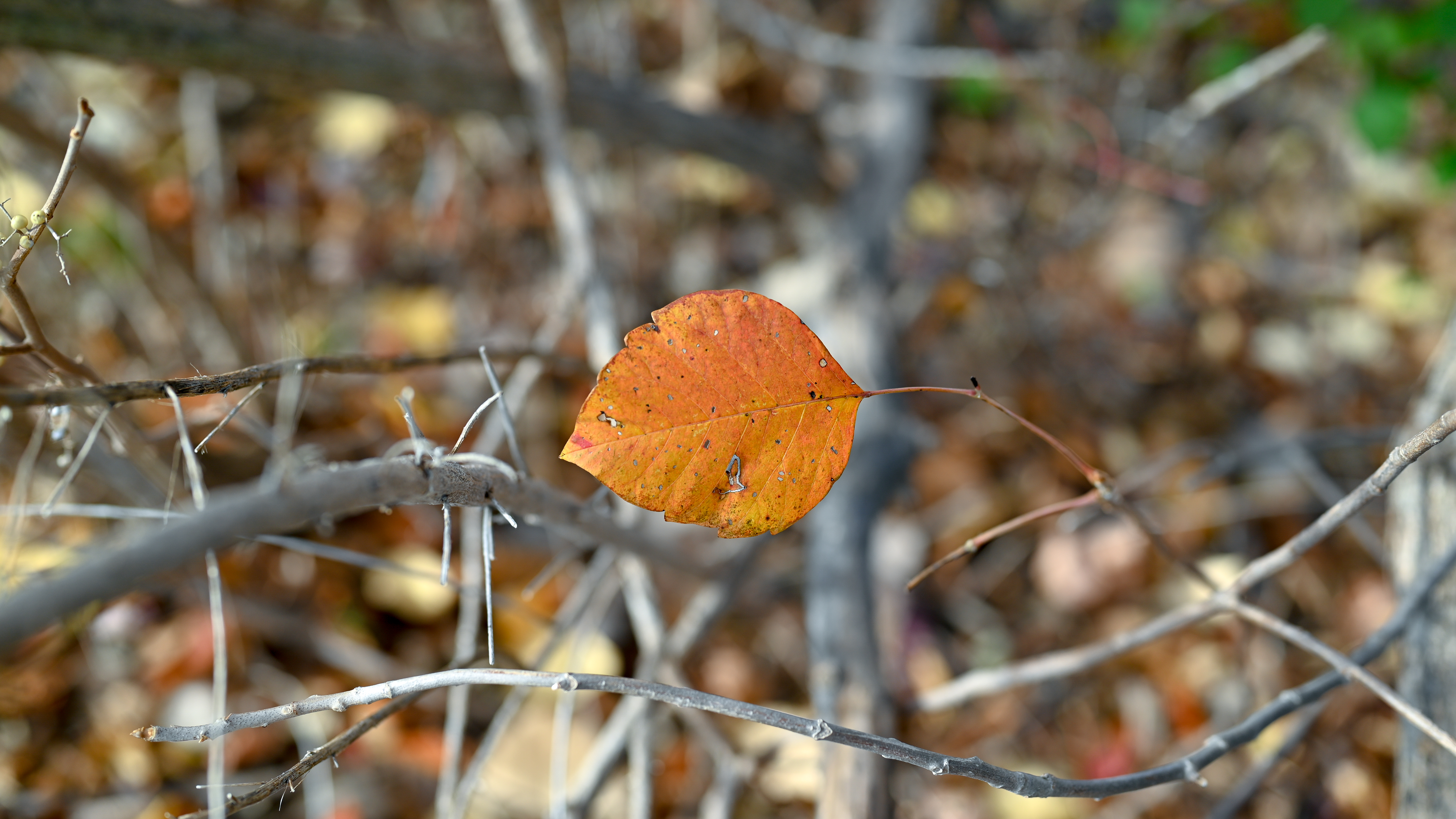General 6016x3384 nature leaves fall forest outdoors photography closeup