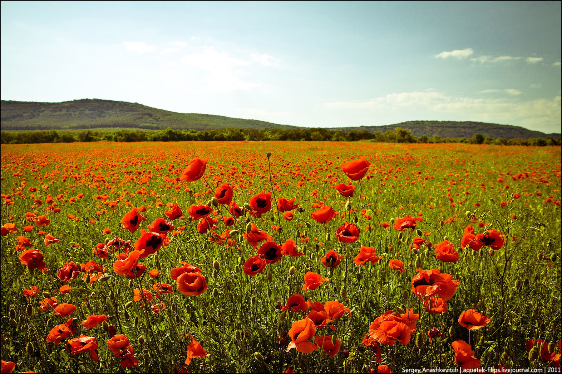General 1800x1200 nature field landscape poppies watermarked sunlight 2011 (Year) clouds sky flowers hills