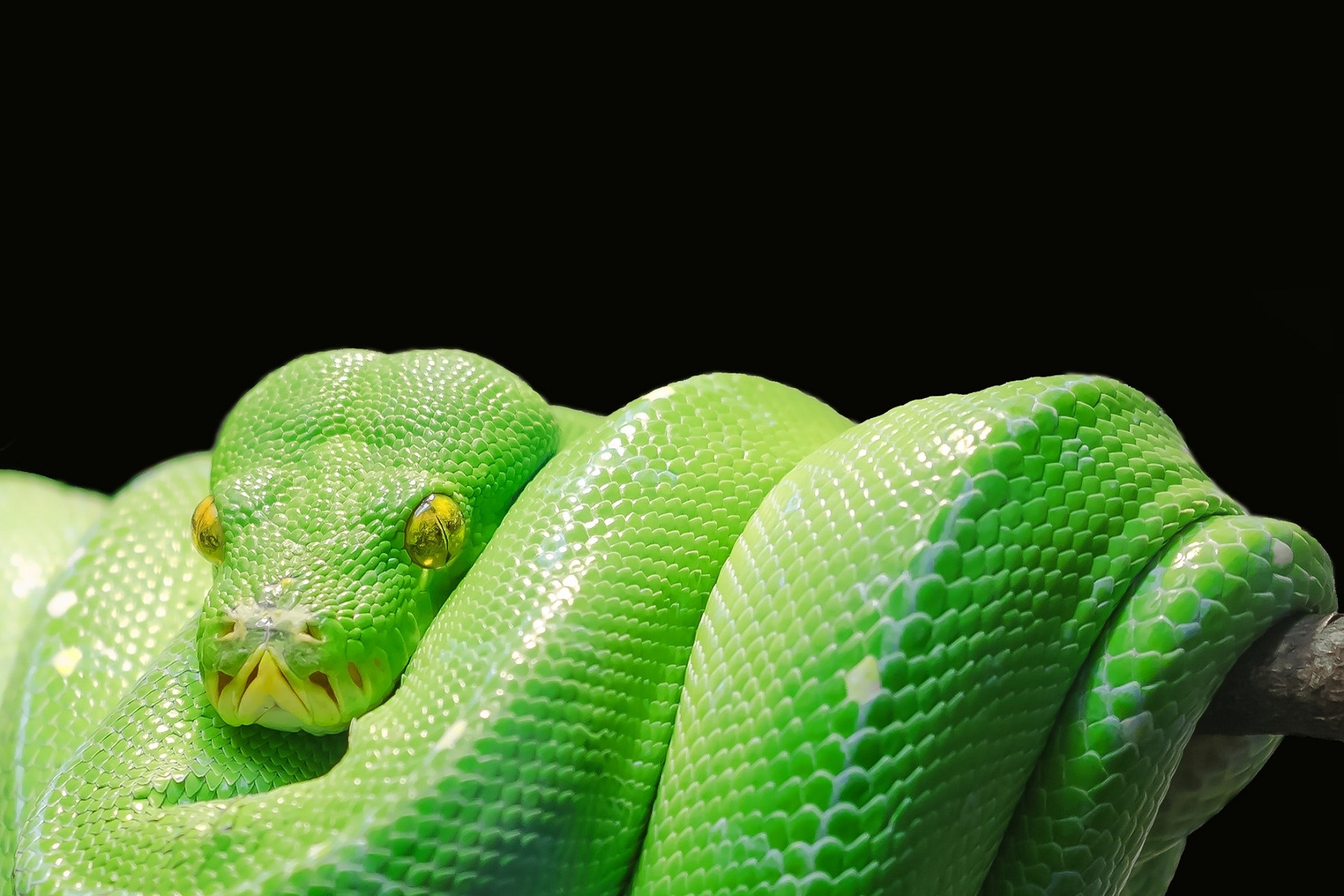 General 1920x1280 animals snake simple background reptiles nature