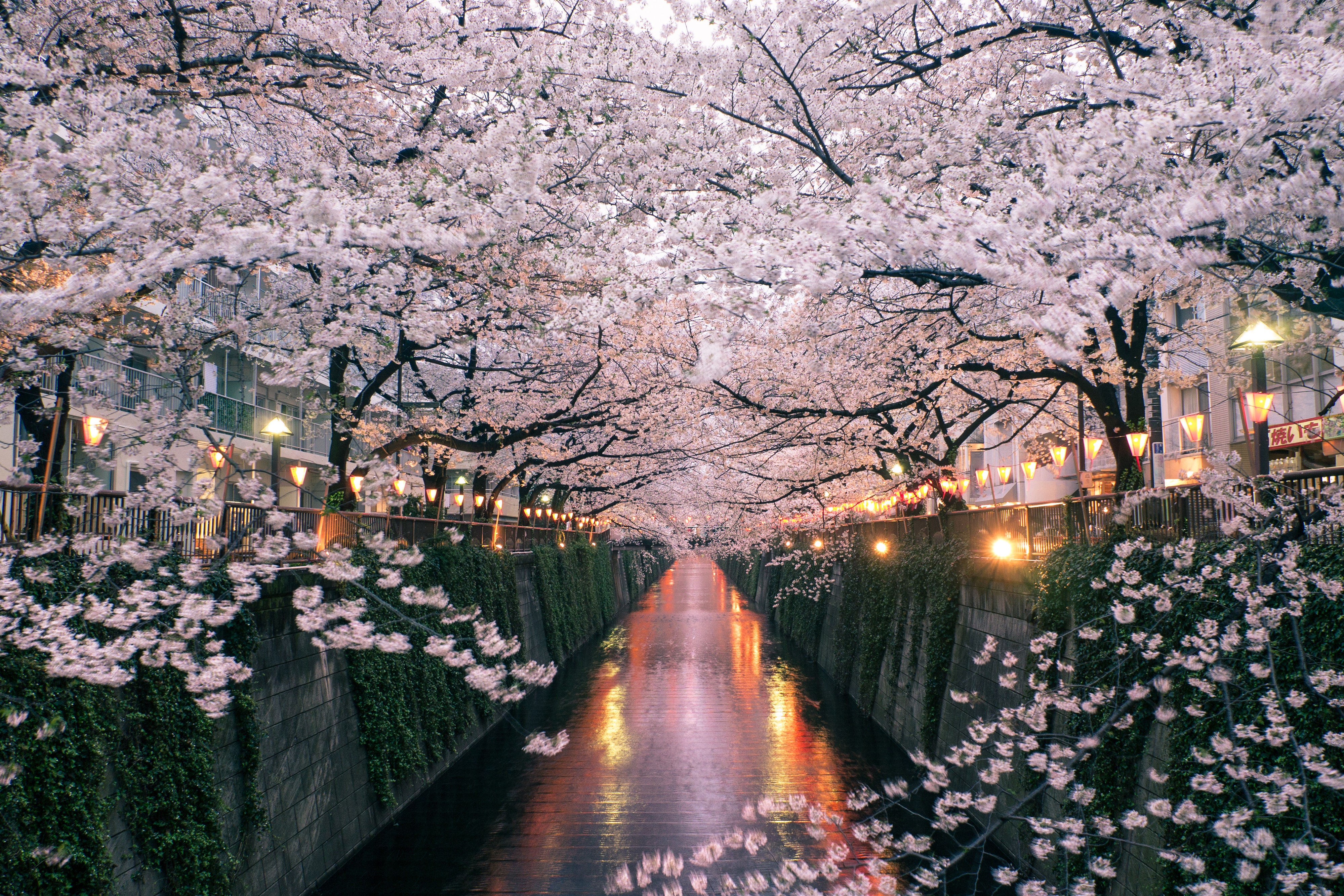 General 3999x2666 nature flowers cherry blossom Japan