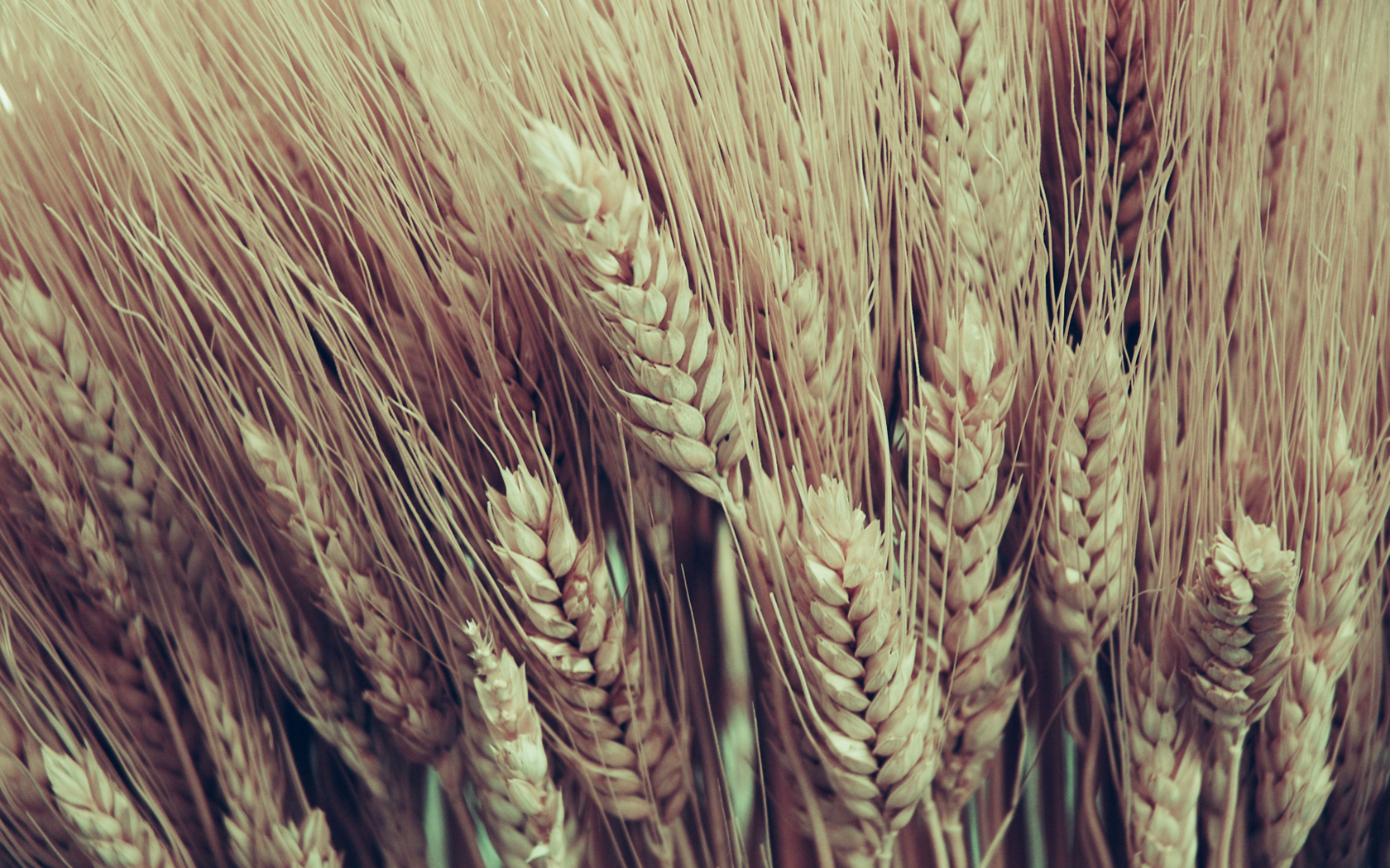 General 1680x1050 macro wheat plants corn food closeup